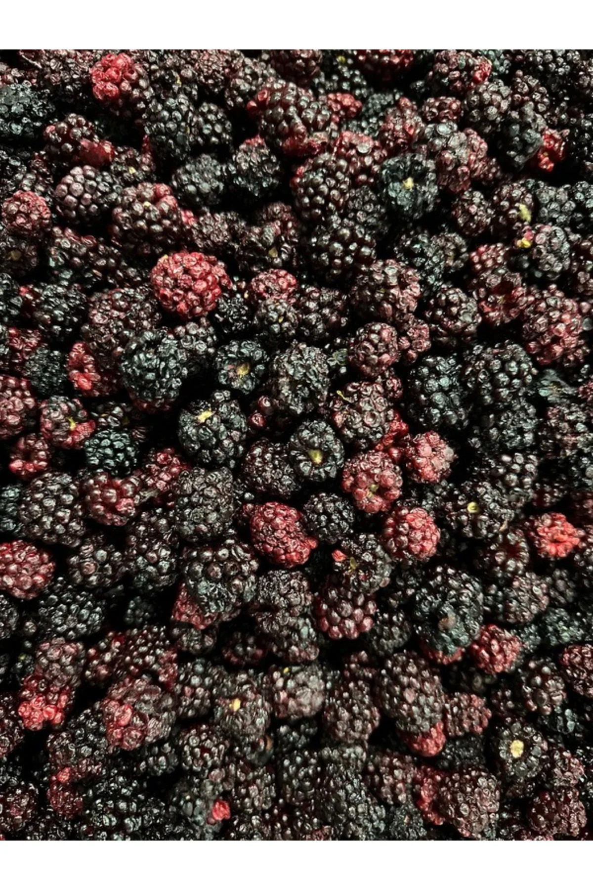 Böğürtlen Kıtırı - Freeze Dried - Üretici Firmadan Dondurularak K