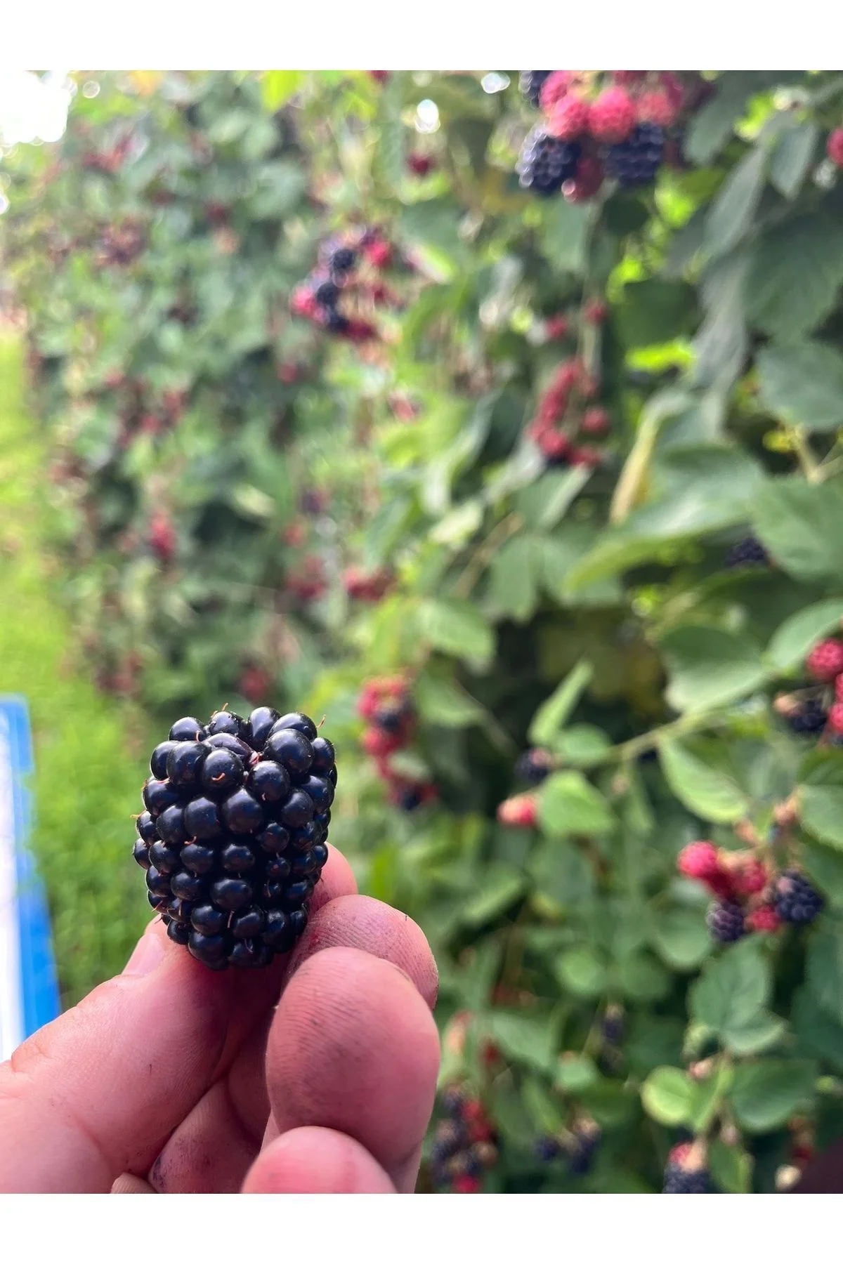 Böğürtlen Kıtırı - Freeze Dried - Üretici Firmadan Dondurularak K