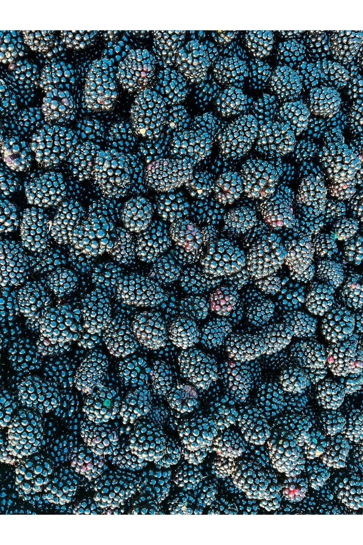 Böğürtlen Kıtırı - Freeze Dried - Üretici Firmadan Dondurularak K