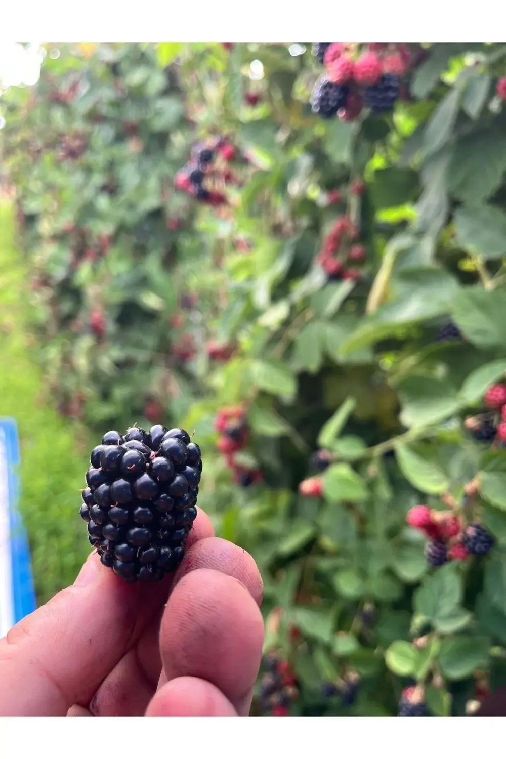 Böğürtlen Kıtırı - Freeze Dried - Üretici Firmadan Dondurularak K