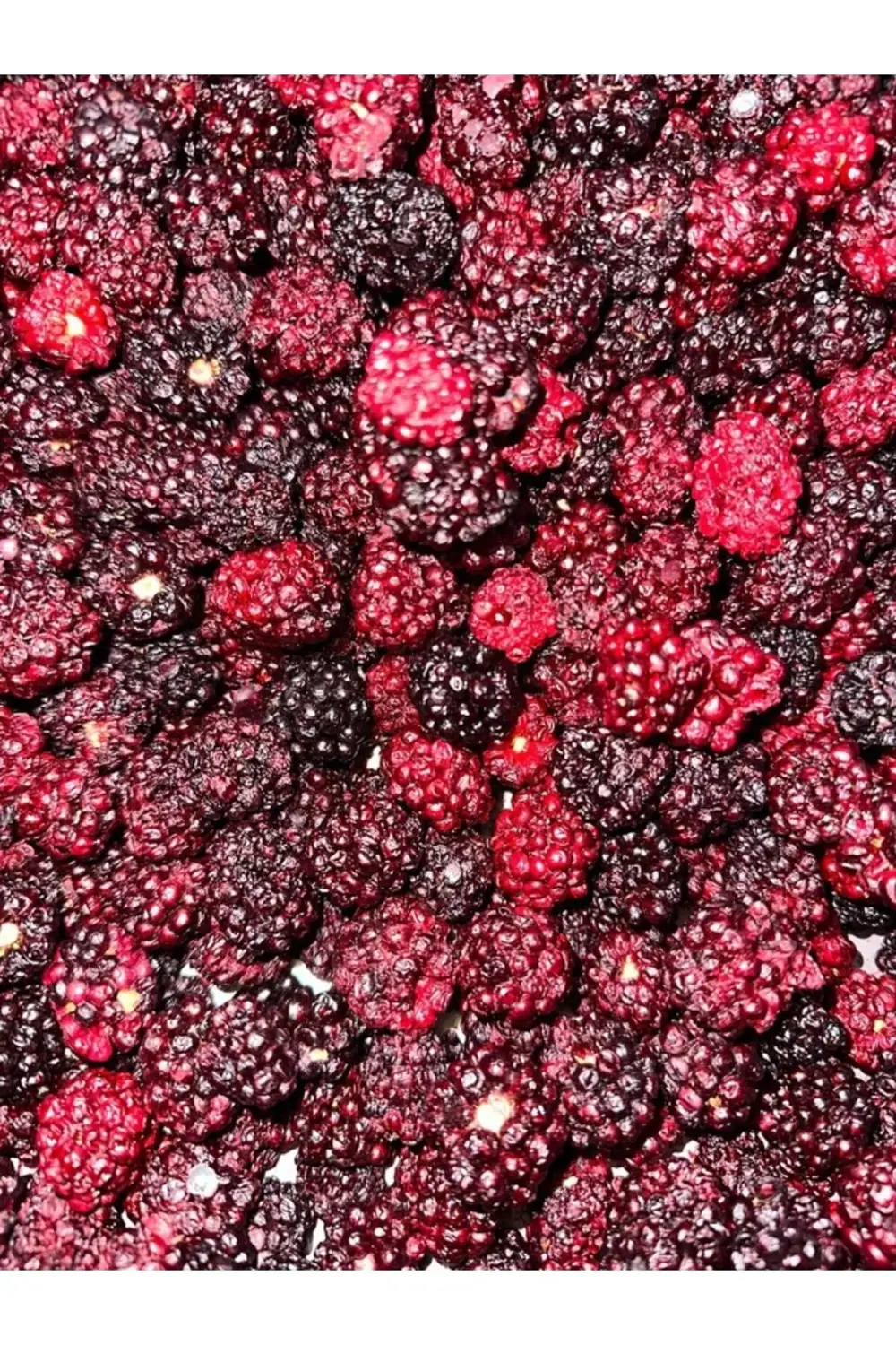 Böğürtlen Kıtırı - Freeze Dried - Üretici Firmadan Dondurularak K