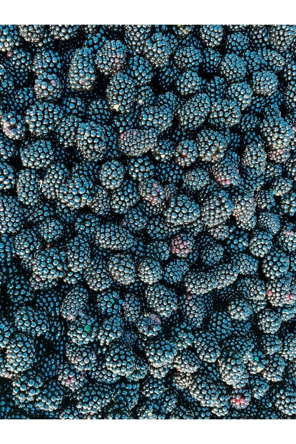 Böğürtlen Kıtırı - Freeze Dried - Üretici Firmadan Dondurularak K