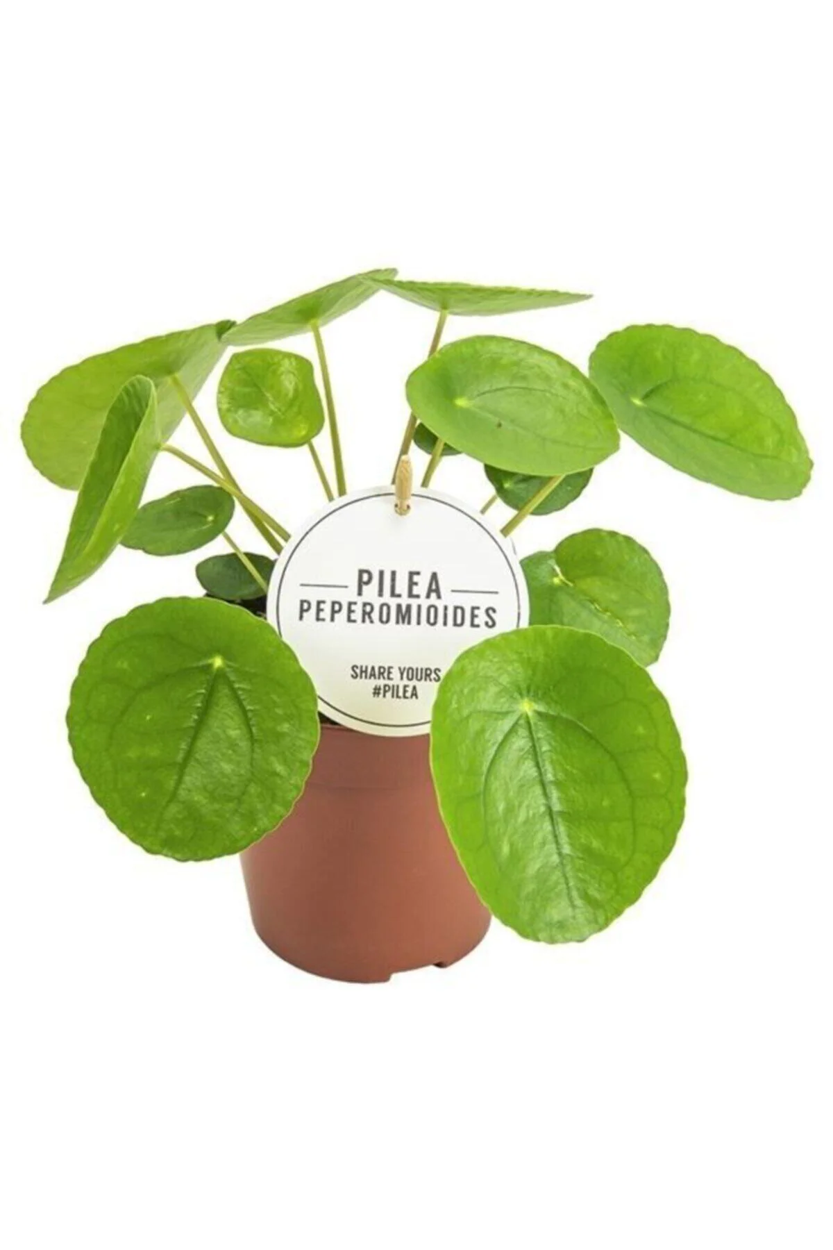 Bol Yavrulu Pilea Para Çiçeği 20cm