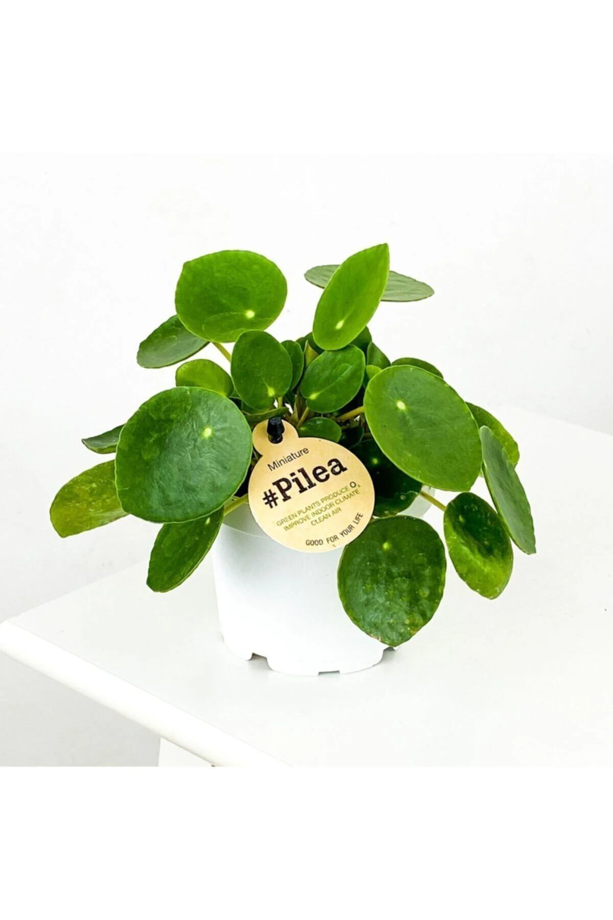 Bol Yavrulu Pilea Para Çiçeği 20cm