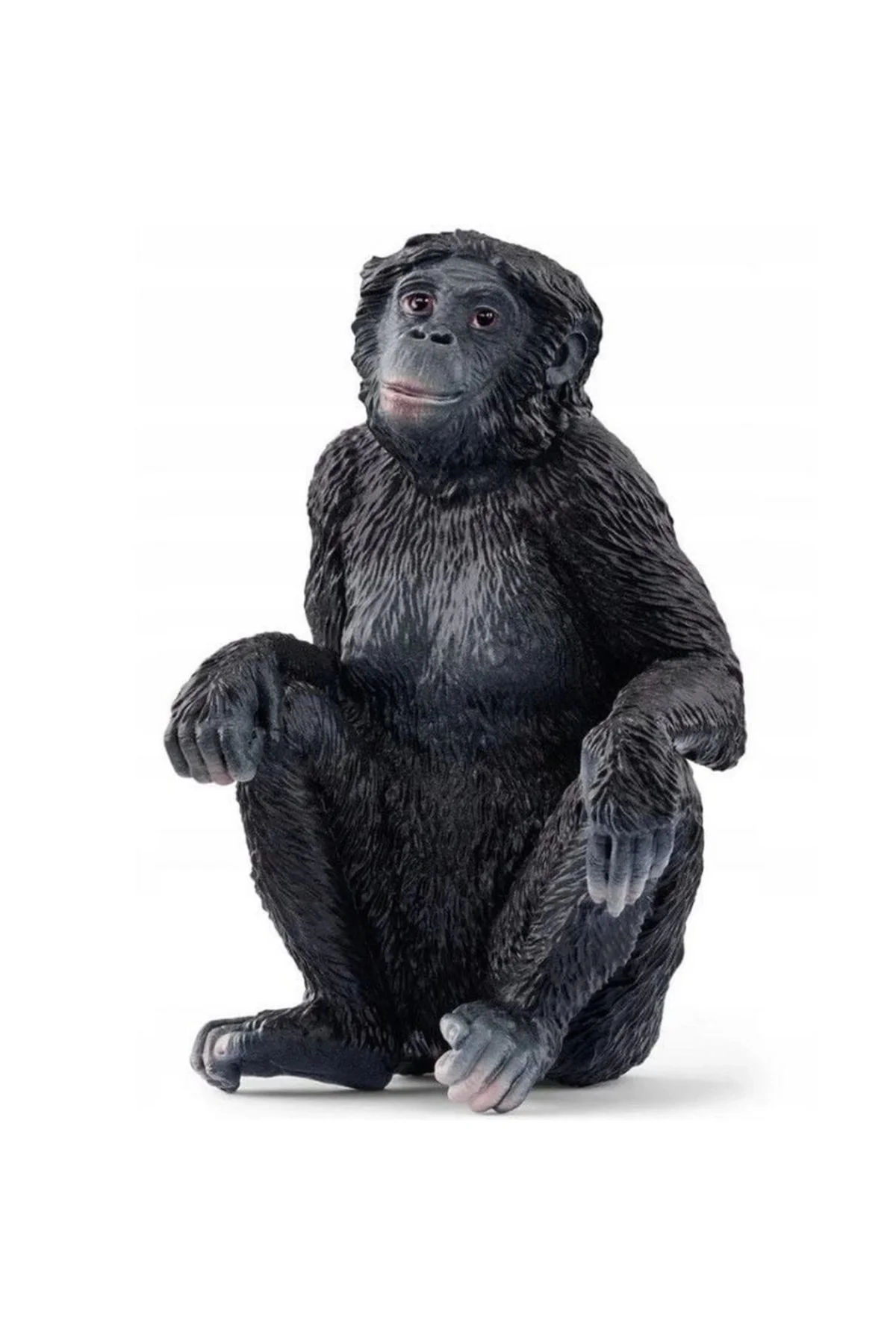 Bonobo
