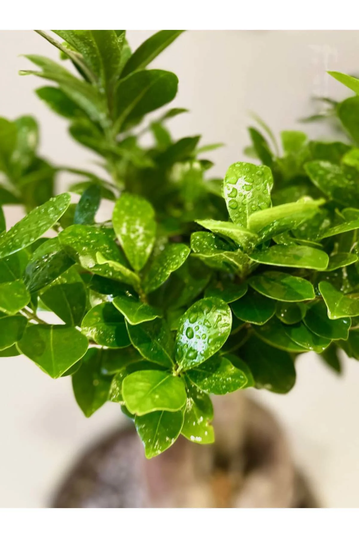 Bonsai 5 yaşında dekoratif saksıda ficus bonsai ev ve ofis bitkis