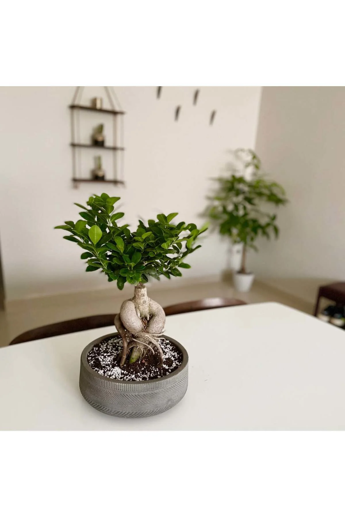 Bonsai 5 yaşında dekoratif saksıda ficus bonsai ev ve ofis bitkis