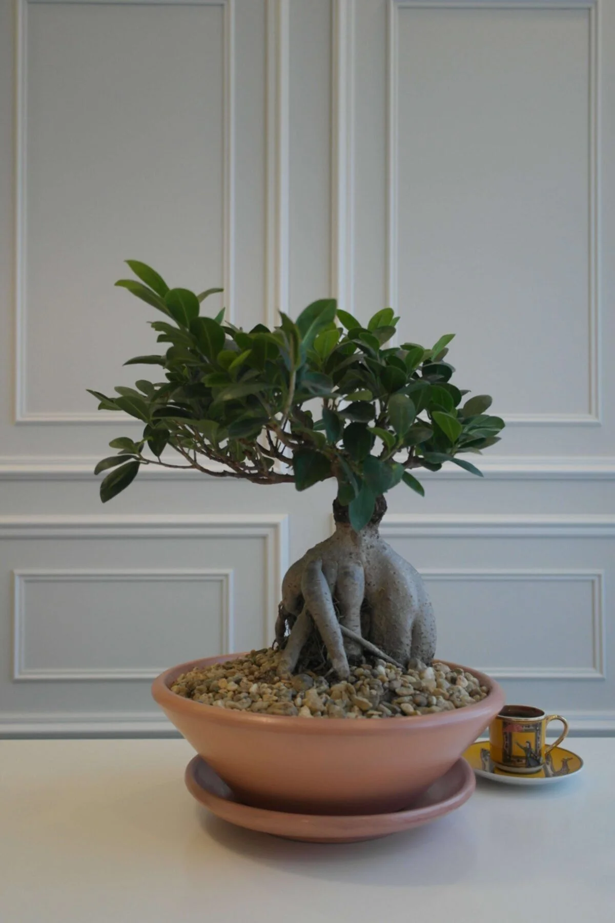 Bonsai Ağacı Terracotta Saksılı Bonsai Ağacı Terracotta Saksılı