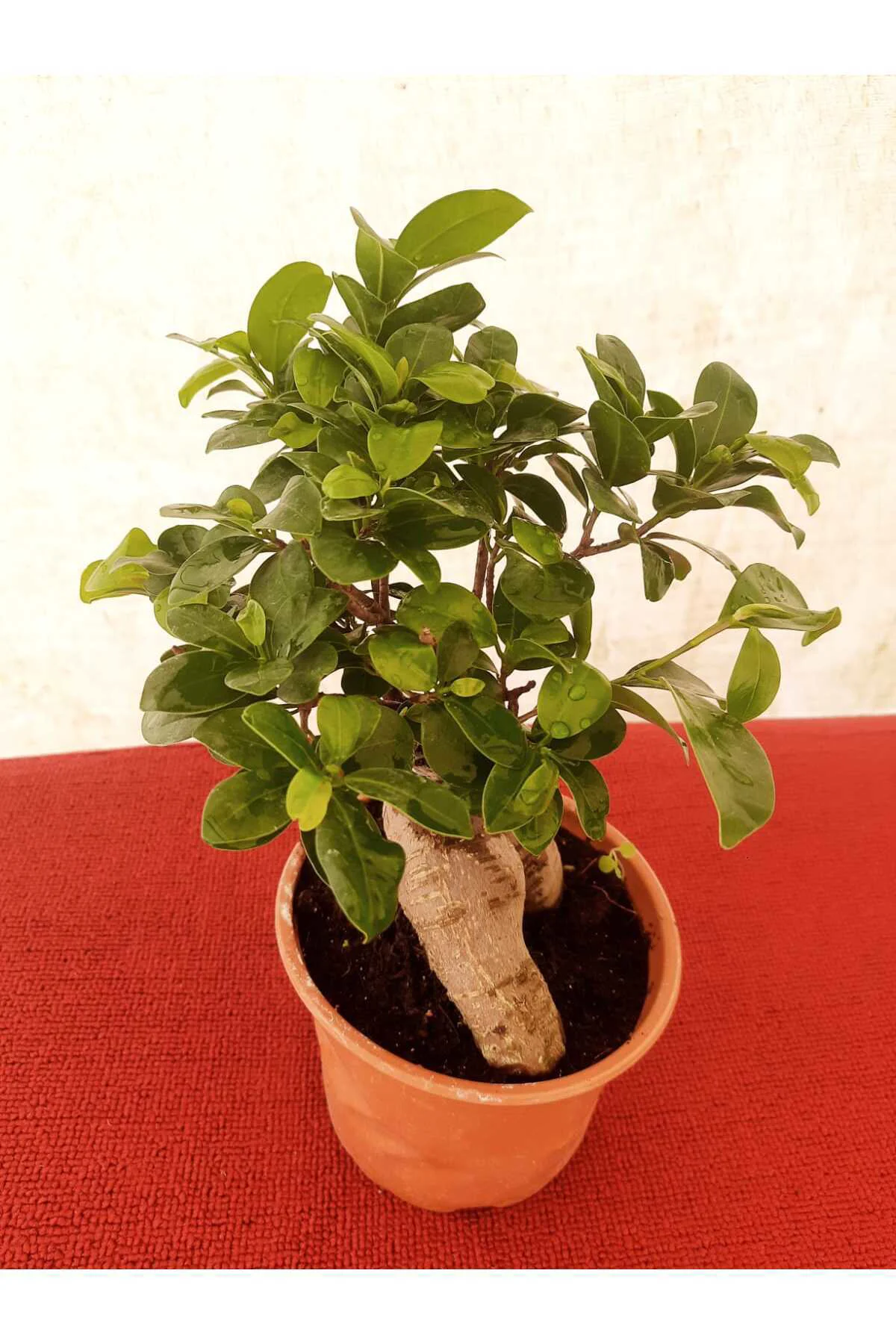 Bonsai – Canlı Saksılı Minyatür Ağaç 20-30cm (İç Mekâna Uygun / E