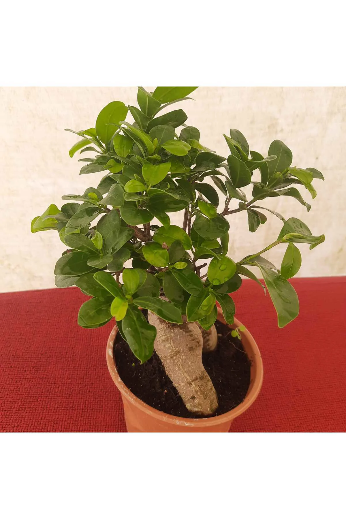 Bonsai – Canlı Saksılı Minyatür Ağaç 20-30cm (İç Mekâna Uygun / E