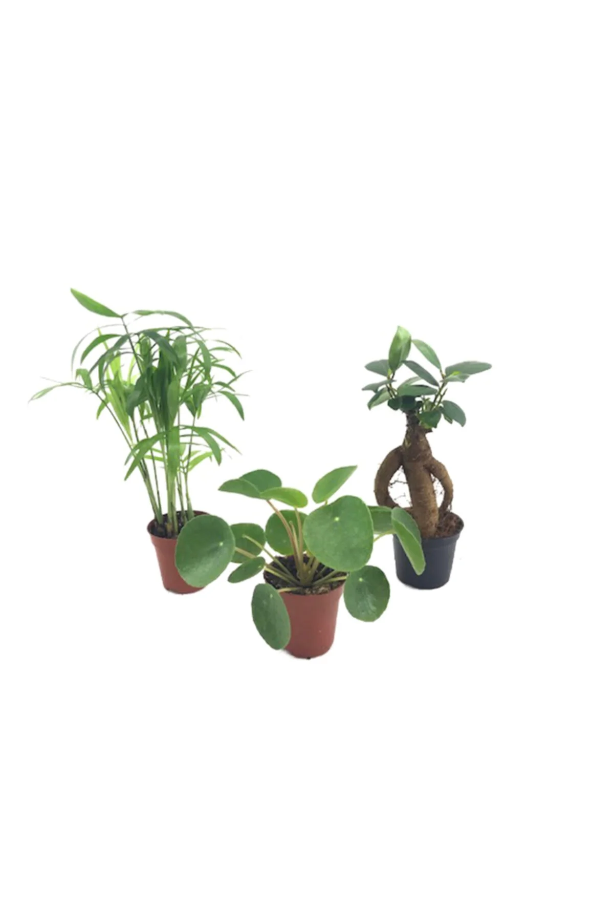 Bonsai & Chamaedorea & Pilea Bonsai & Chamaedorea & Pilea