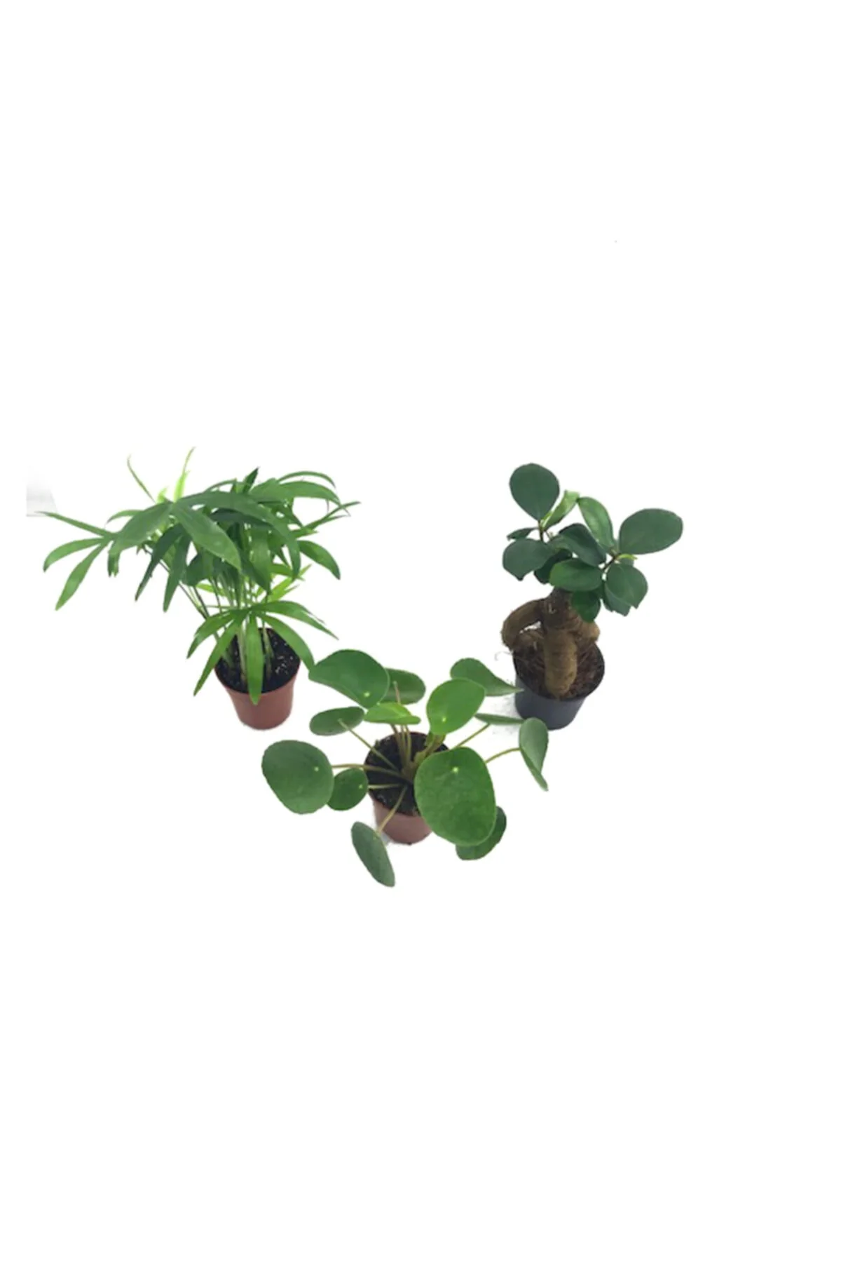 Bonsai & Chamaedorea & Pilea Bonsai & Chamaedorea & Pilea