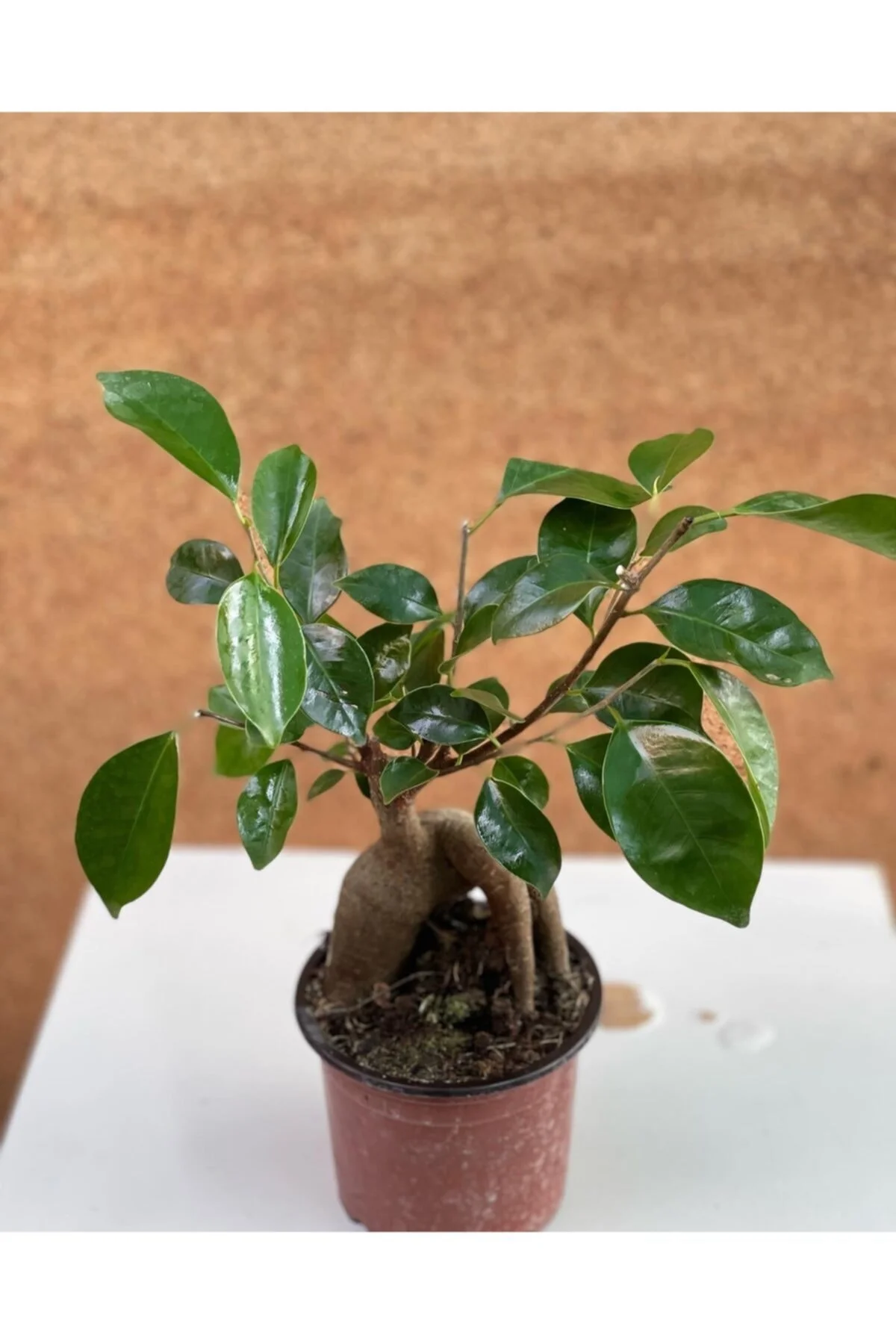 Bonsai Ficus Ginseng Bonsai Ficus Ginseng