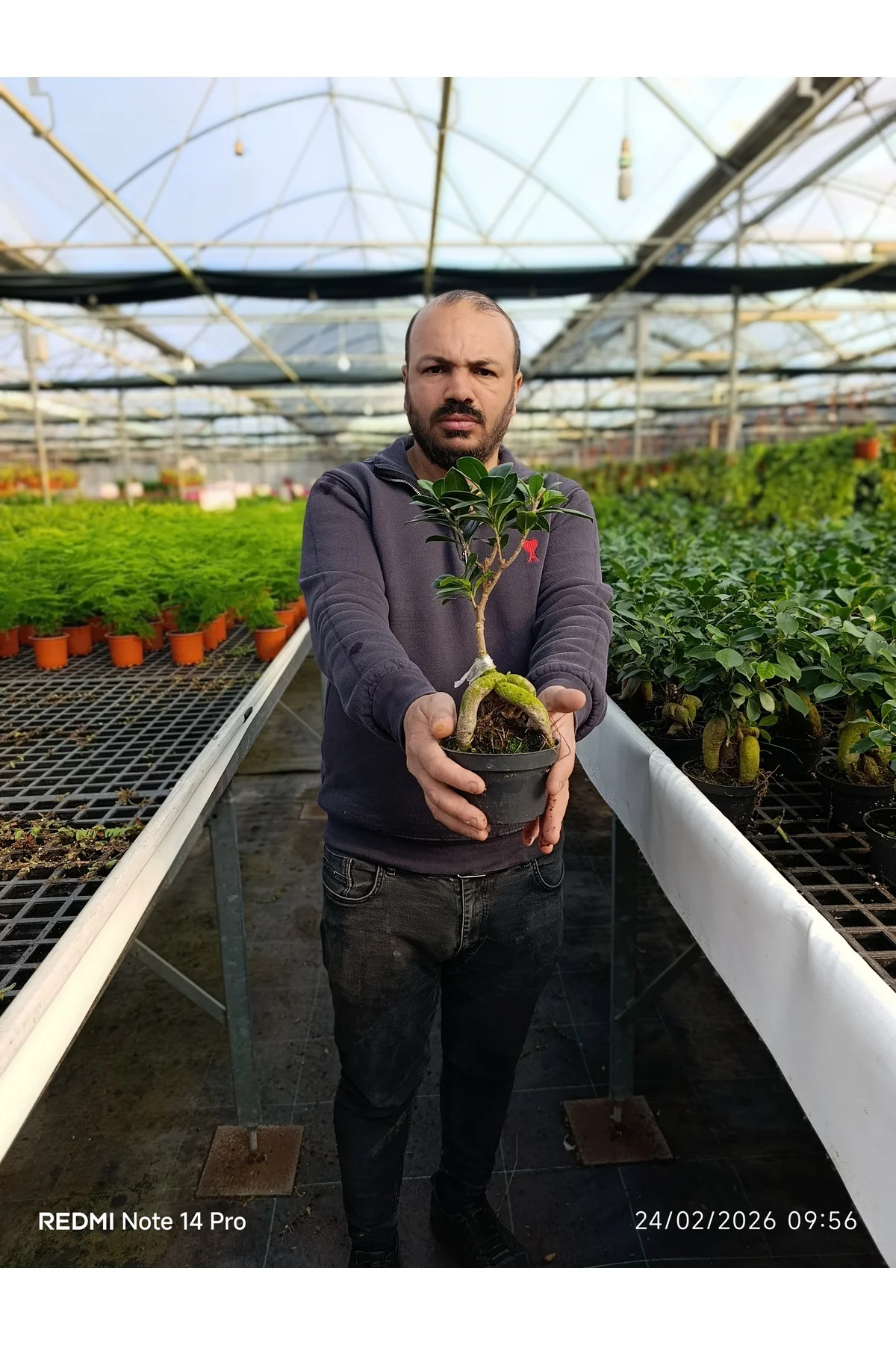 Bonsai Ficus Ginseng Mini Ağaç – Dekoratif Doğal Canlı Bitki Ofis