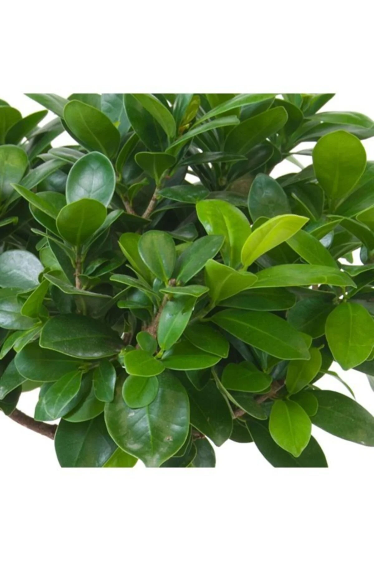 Bonsai Ficus 'ginseng' M