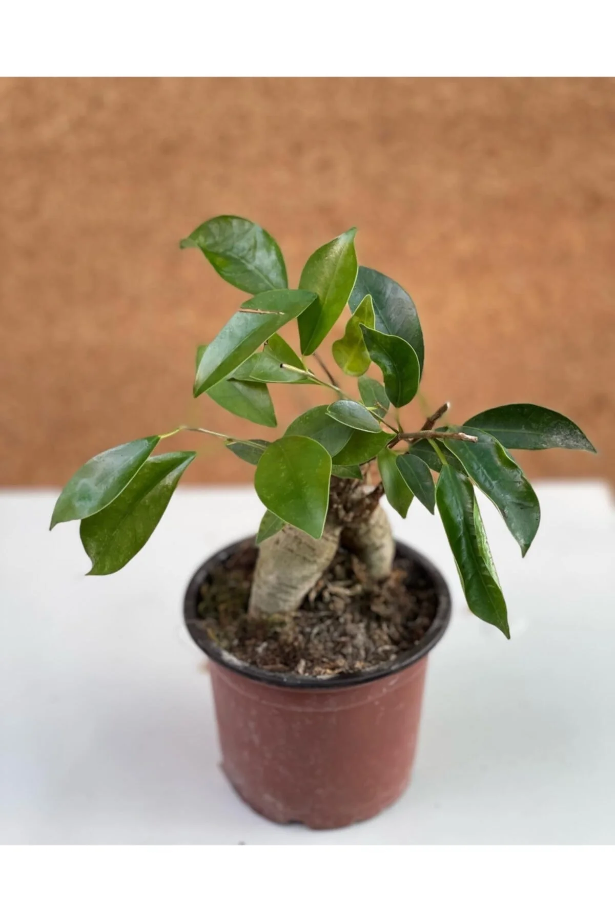 Bonsai Ficus Ginseng Bonsai Ficus Ginseng - Görsel 2