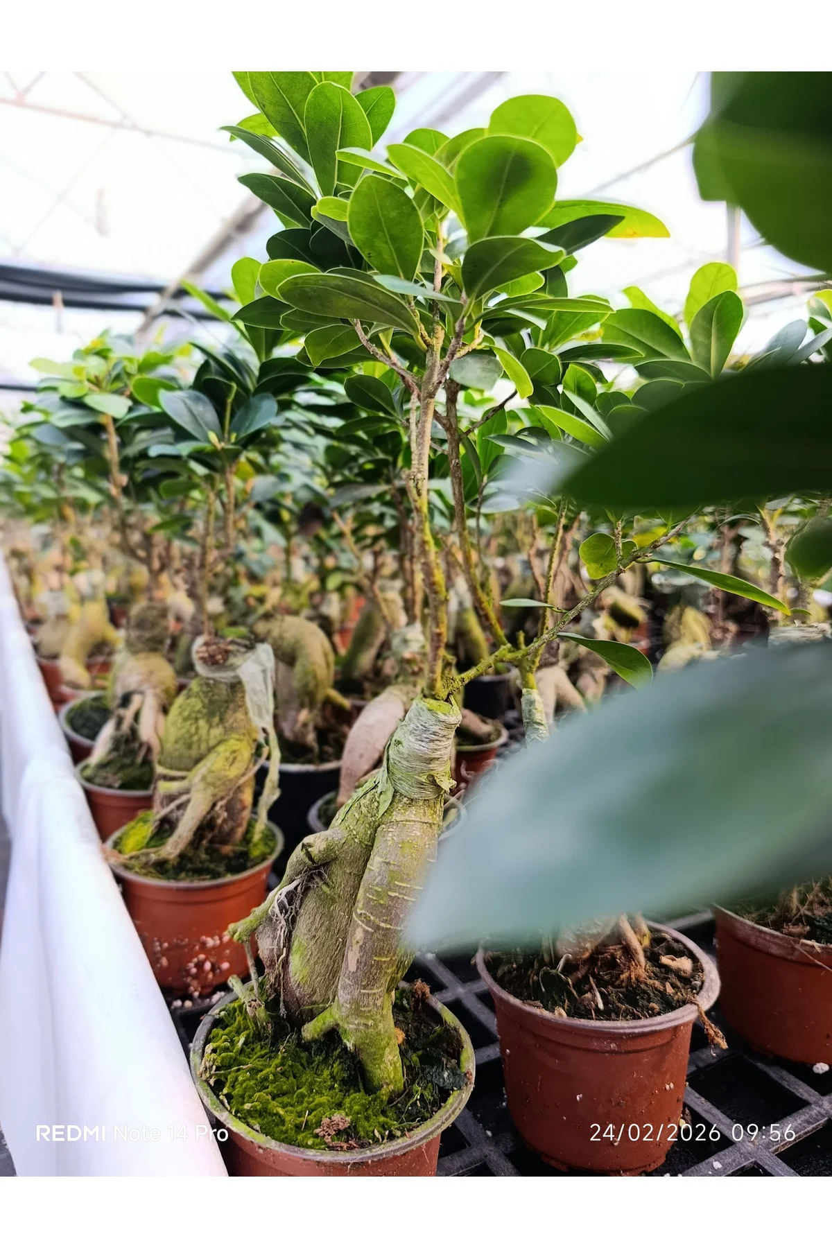 Bonsai Ficus Ginseng Mini Ağaç – Dekoratif Doğal Canlı Bitki Ofis