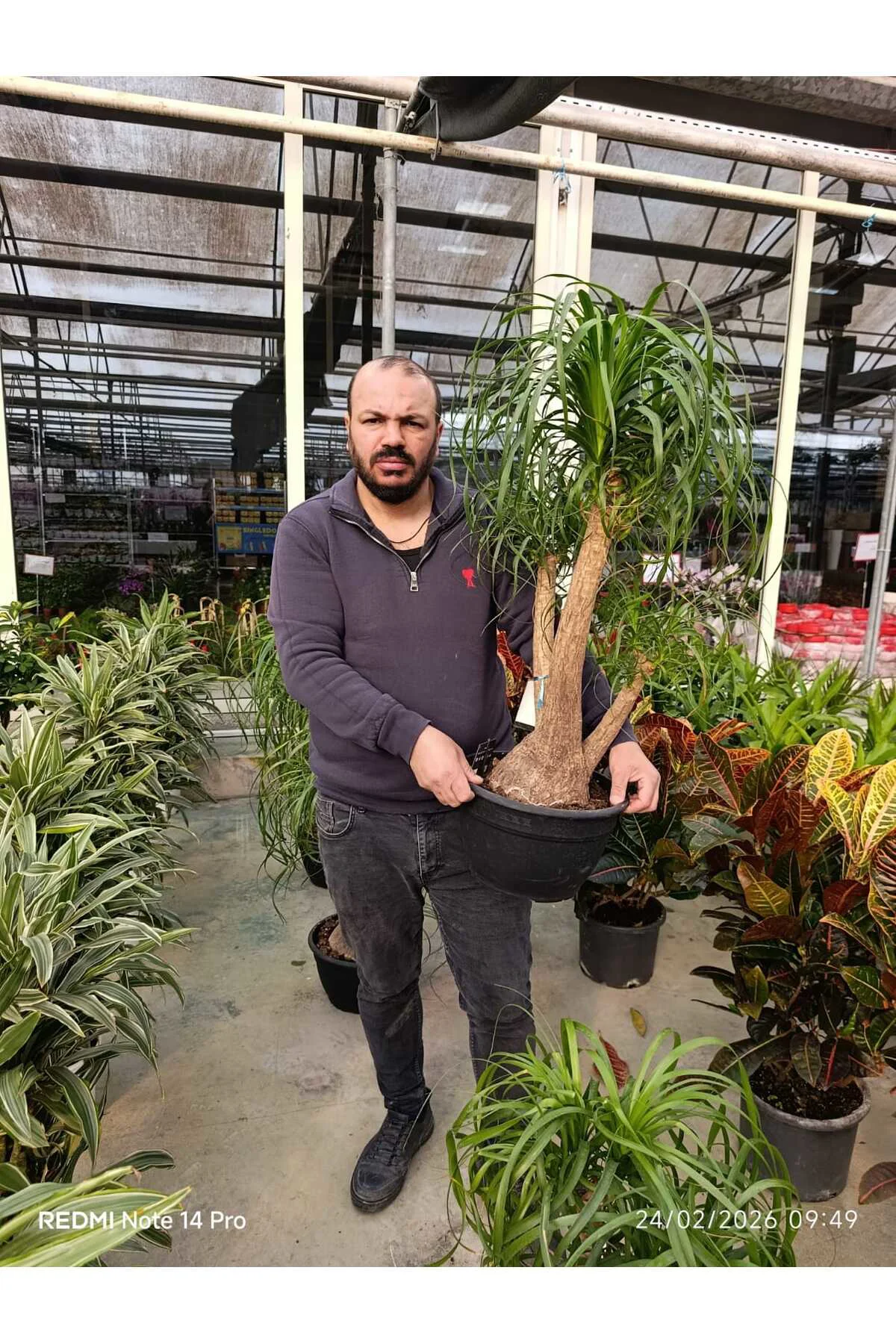 Bonsai Görünümlü Fil Ayağı (Beaucarnea) Canlı İç Mekan Bitkisi –  - Görsel 2