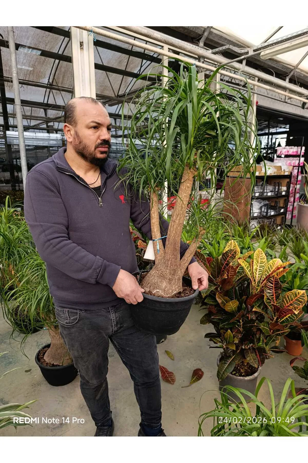 Bonsai Görünümlü Fil Ayağı (Beaucarnea) Canlı İç Mekan Bitkisi –  - Görsel 4