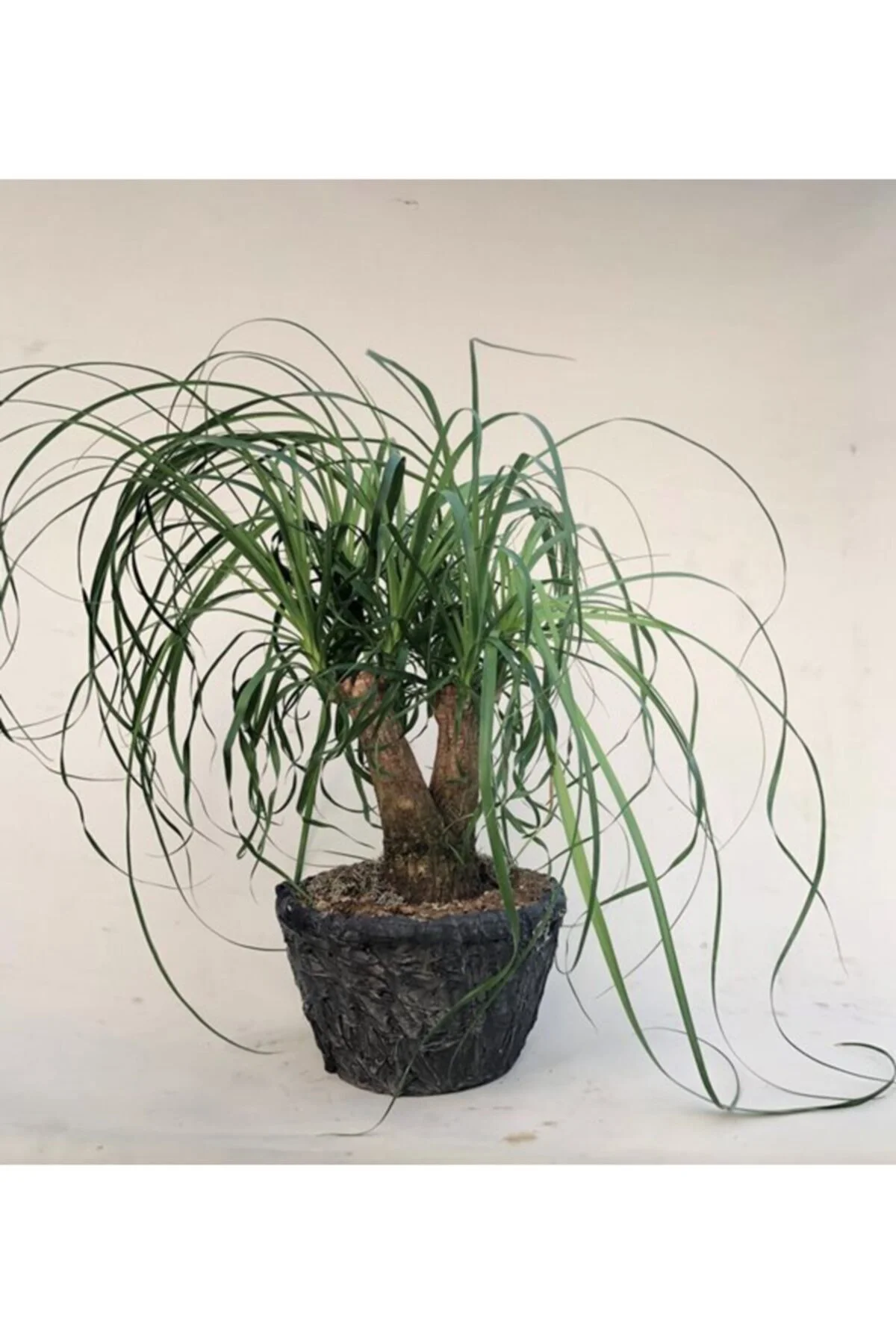 Bonsai Nolina Ağacı