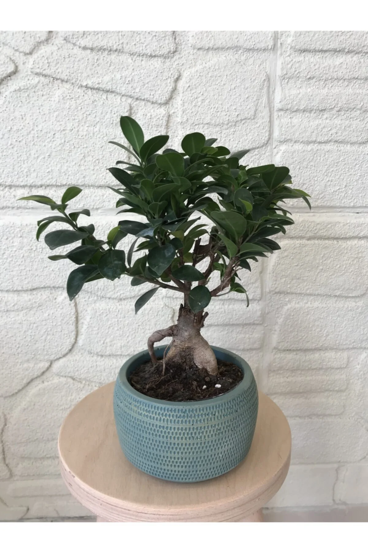 Bonsai Orta Boy Beton Saksıda
