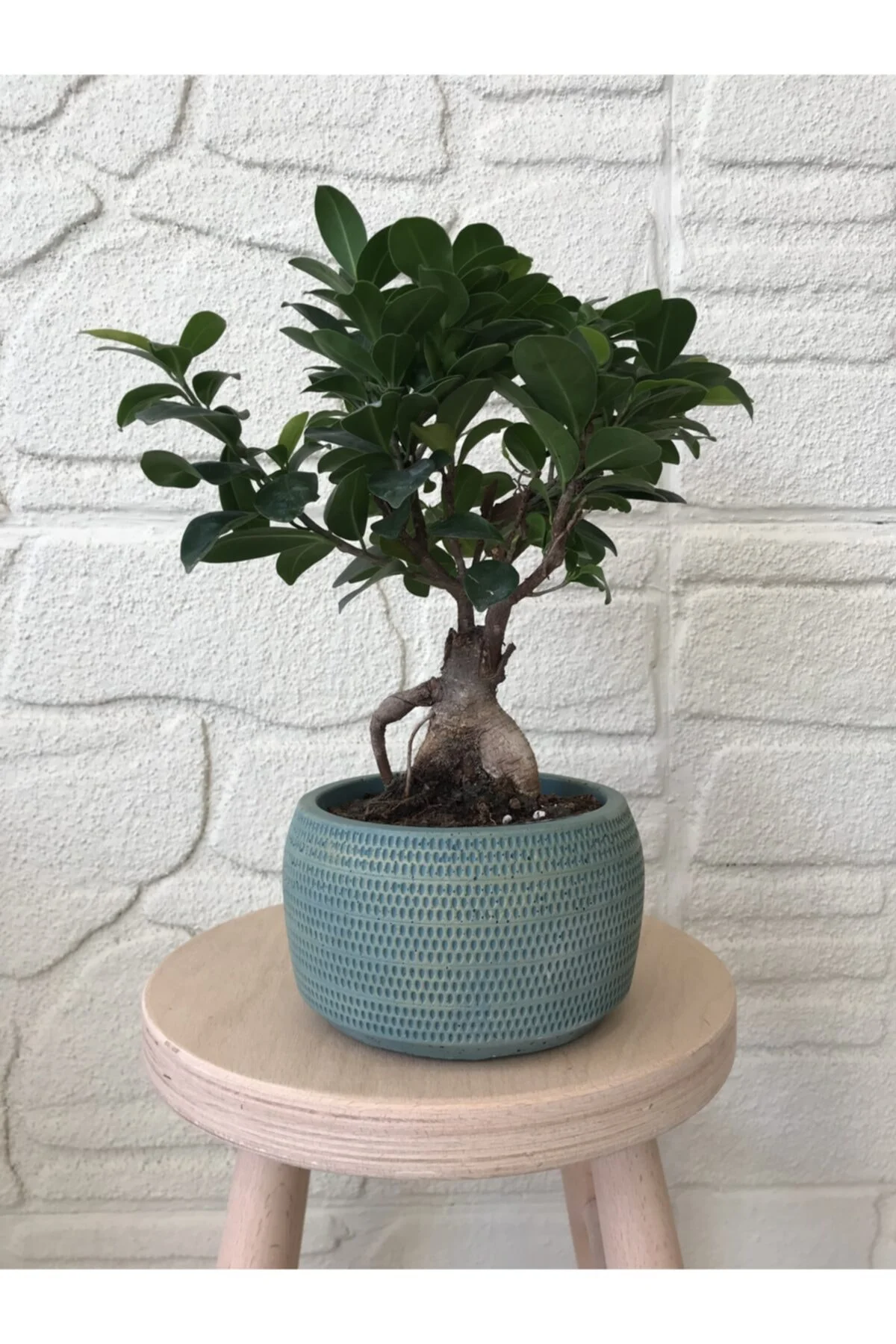Bonsai Orta Boy Beton Saksıda
