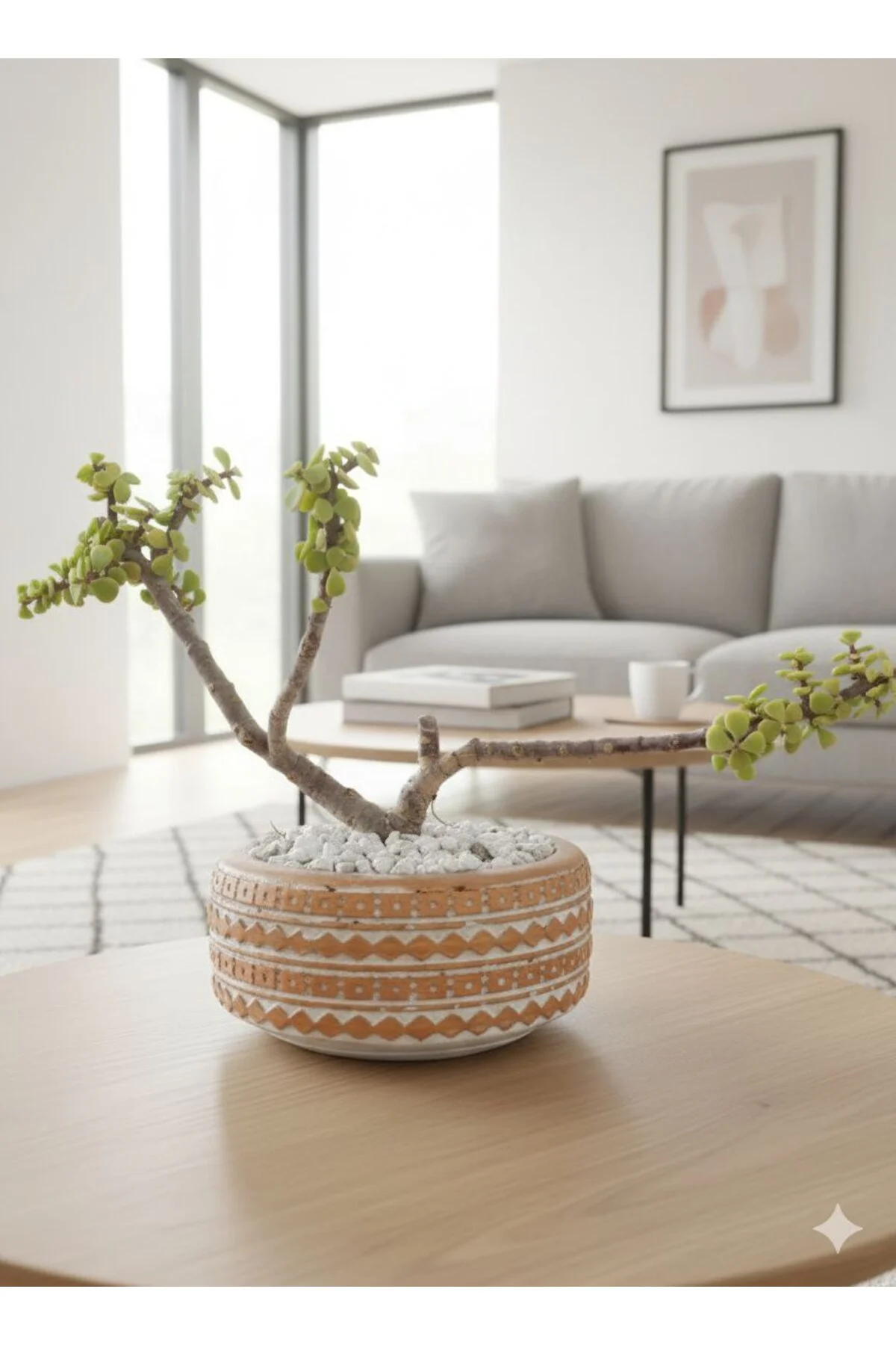 Bonsai Para Ağacı Budanmış veÖzel Saksı da - Görsel 2