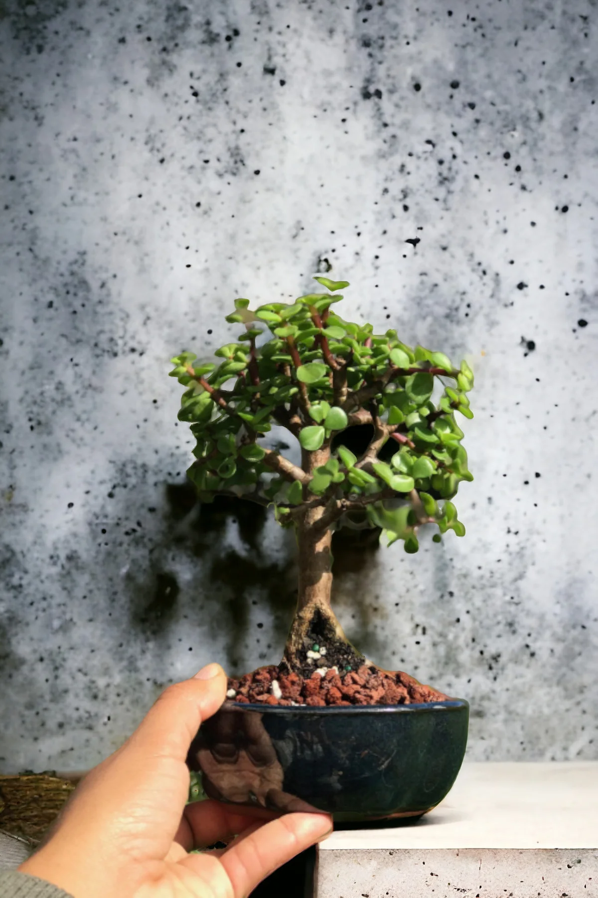 Bonsai para ağacı dekoratif saksıda Bonsai para ağacı dekoratif saksıda - Görsel 2