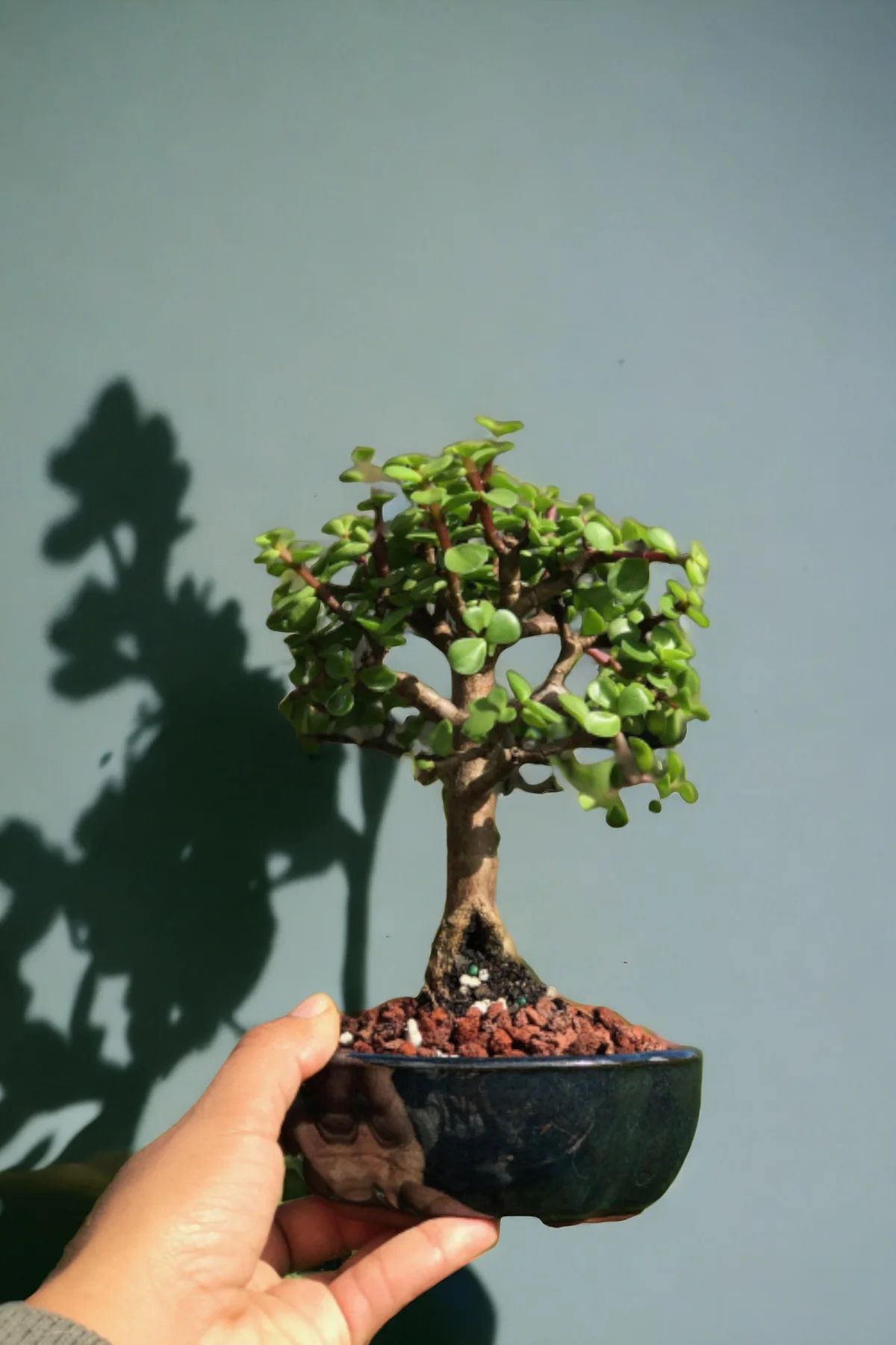 Bonsai para ağacı dekoratif saksıda Bonsai para ağacı dekoratif saksıda - Görsel 3