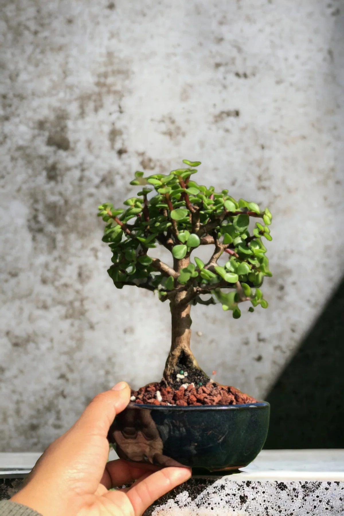 Bonsai para ağacı dekoratif saksıda Bonsai para ağacı dekoratif saksıda