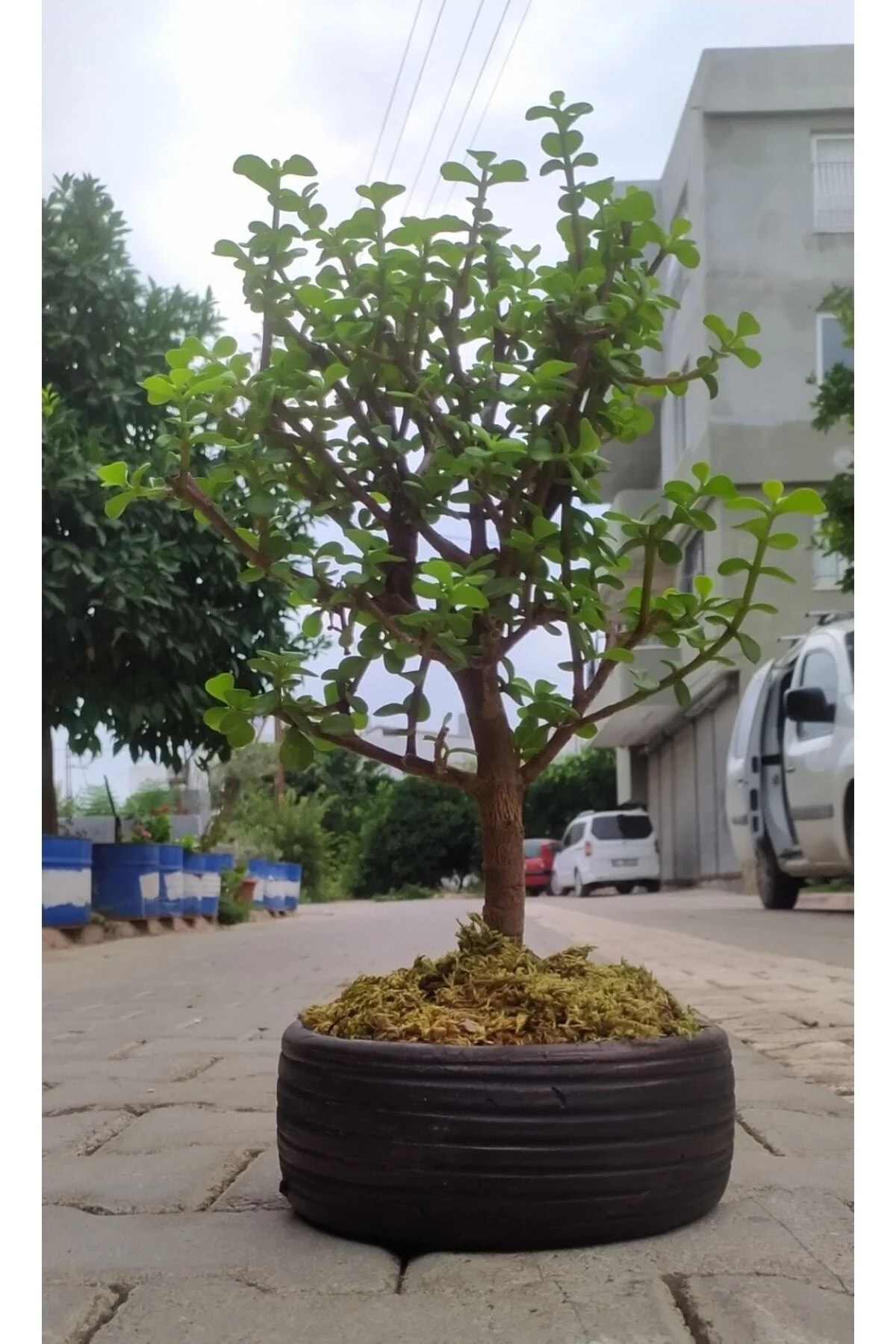 Bonsai Para Ağacı - Para Çiçeği - Bereket Ağacı Dekoratif Saksılı Bonsai Para Ağacı - Para Çiçeği - Bereket Ağacı Dekoratif Saksılı