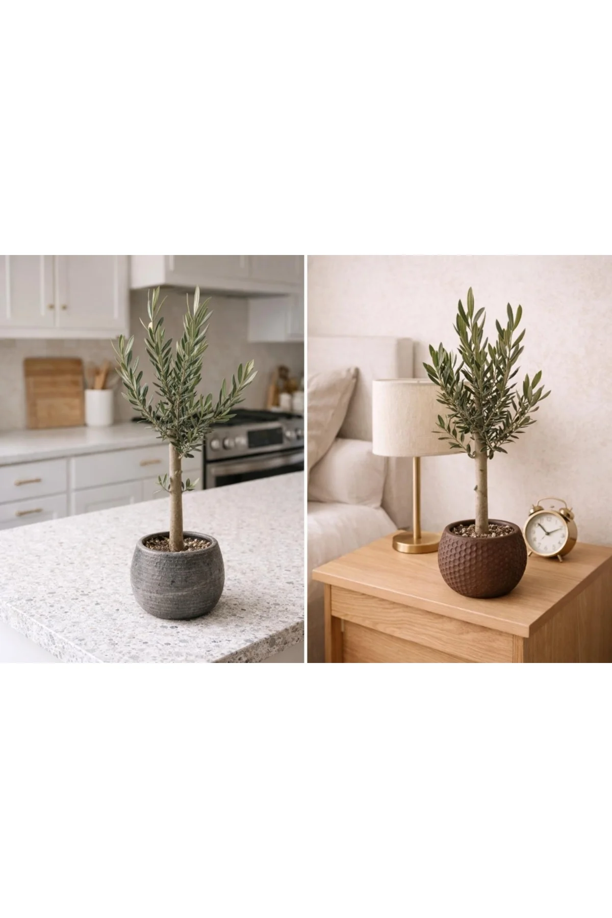 Bonsai Zeytin Ağacı Alçı Saksıda – Dekoratif Canlı Zeytin Fidanı