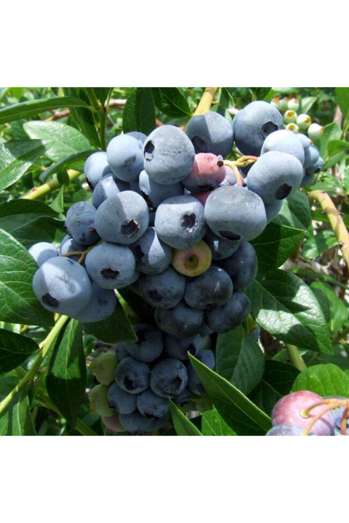 Bonus Yaban Mersini Fidanı ( Likapa - Mavi Yemiş ) Blueberry
