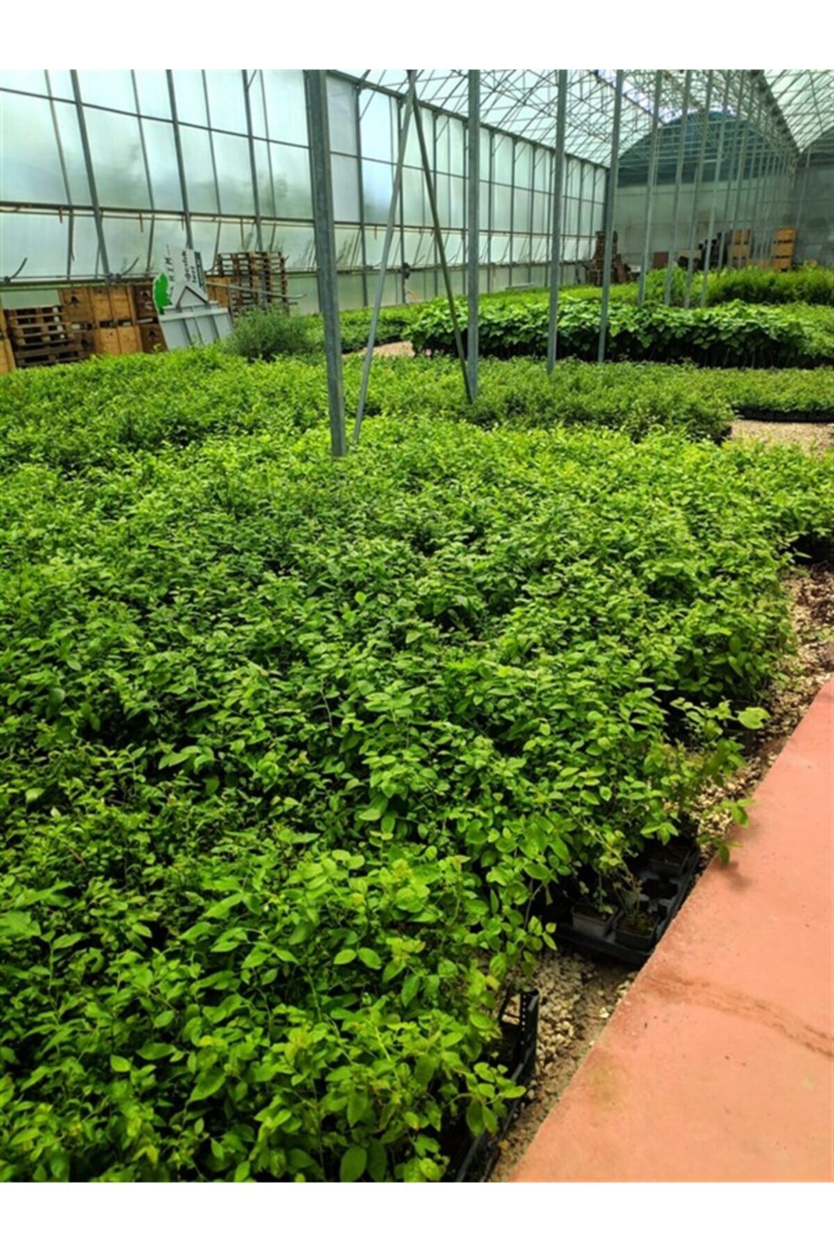 Bonus Yaban Mersini Fidanı ( Likapa - Mavi Yemiş ) Blueberry