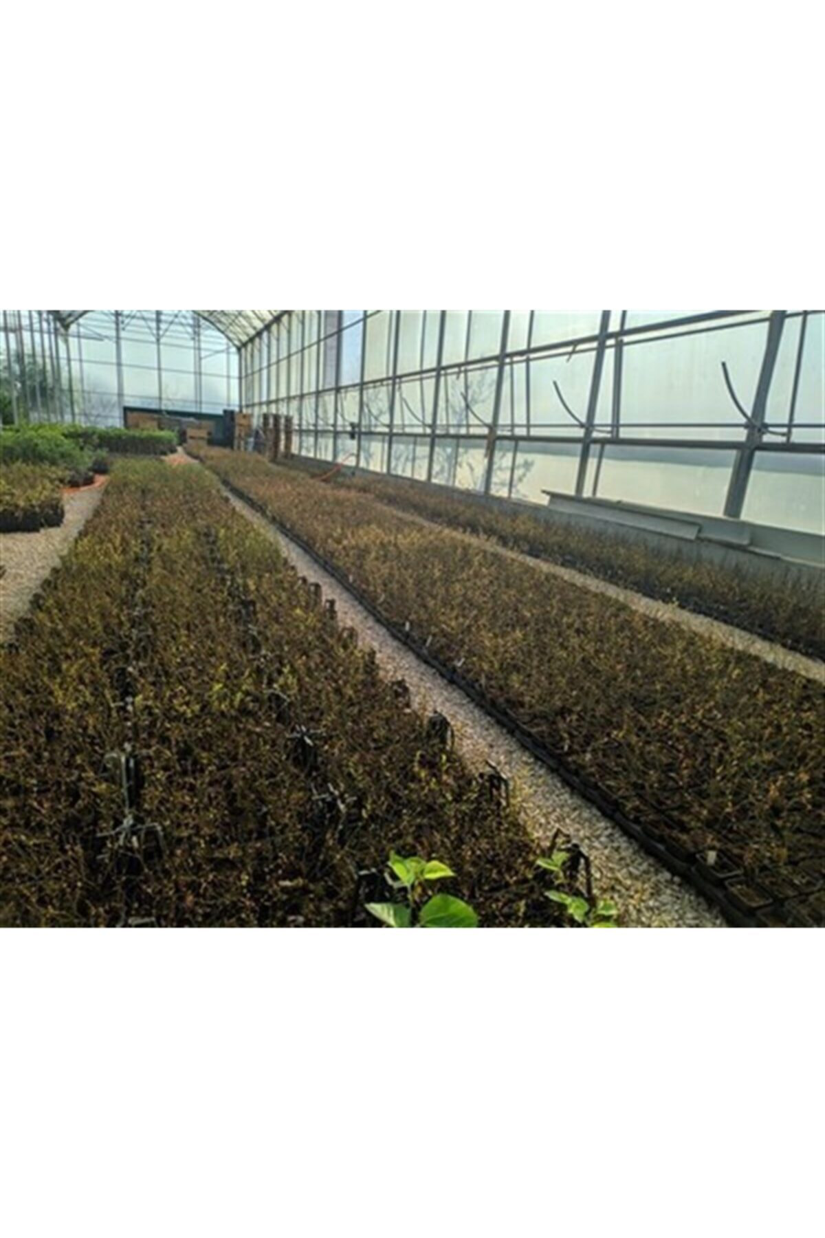 Bonus Yaban Mersini Fidanı ( Likapa - Mavi Yemiş ) Blueberry