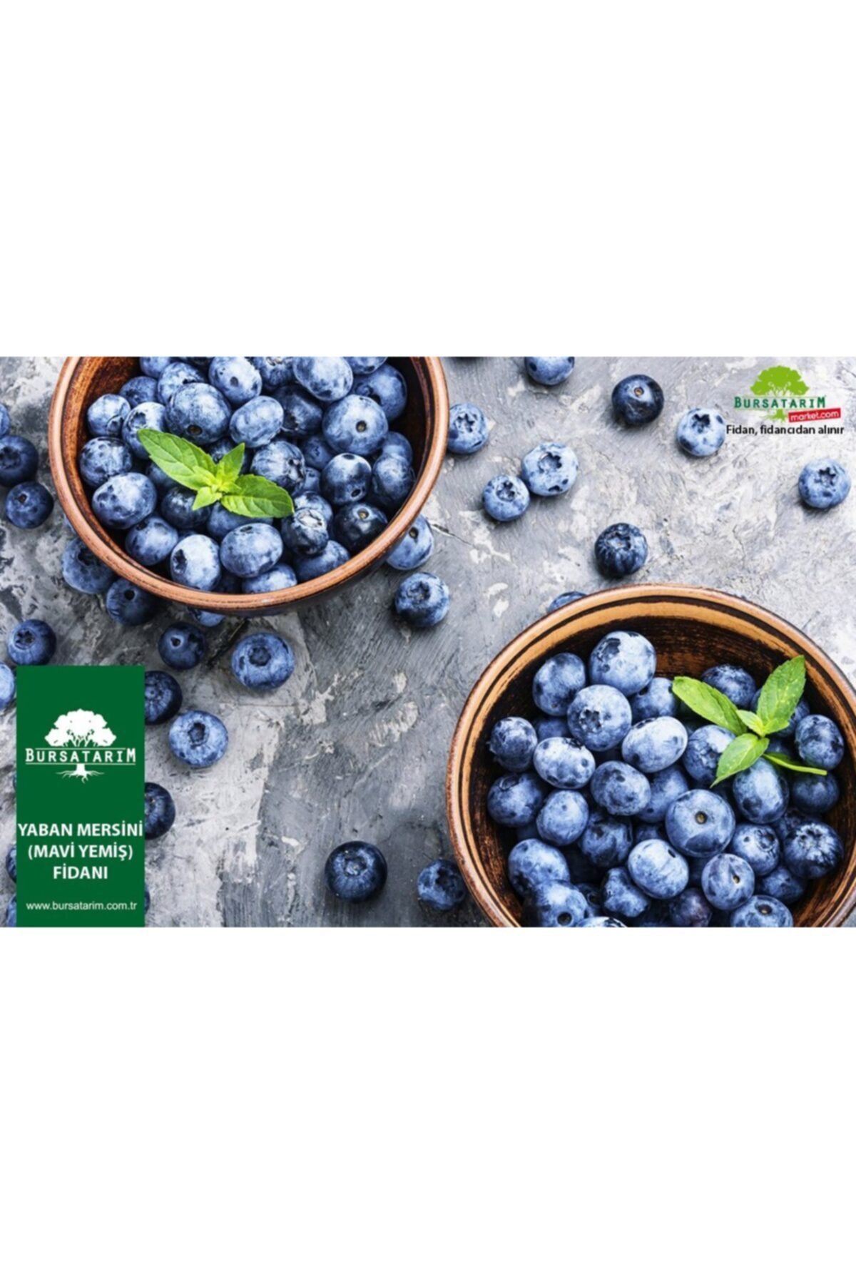 Bonus Yaban Mersini Fidanı ( Likapa - Mavi Yemiş ) Blueberry