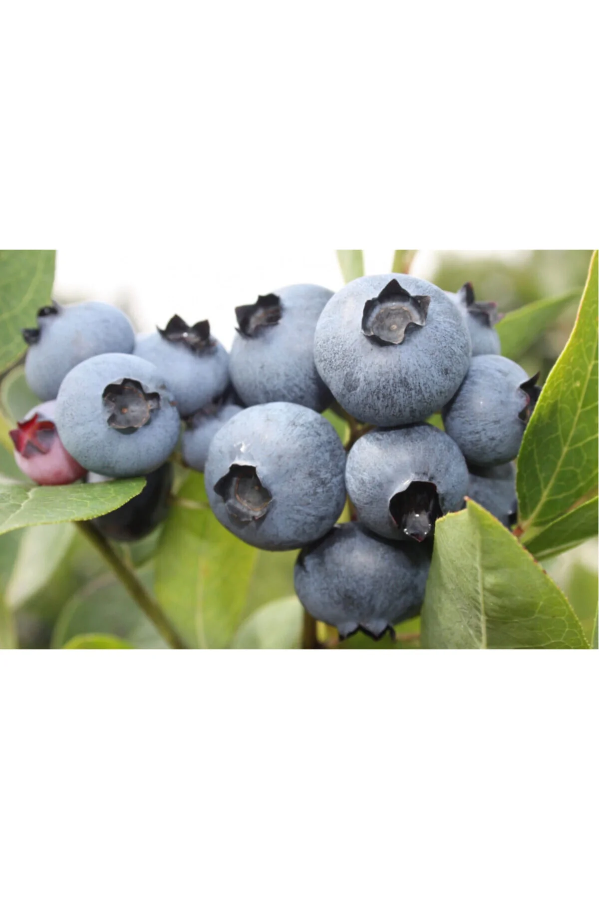 Bonus Yaban Mersini Fidanı ( Likapa - Mavi Yemiş ) Blueberry Bonus Yaban Mersini Fidanı ( Likapa - Mavi Yemiş ) Blueberry - Görsel 2