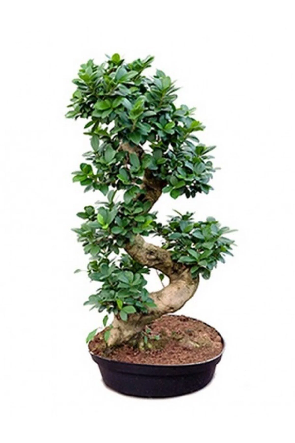 Bonzai Ağacı Bonsai S Gövde 80 90 Cm Ev Bitkisi Ofis Bitkisi Salo