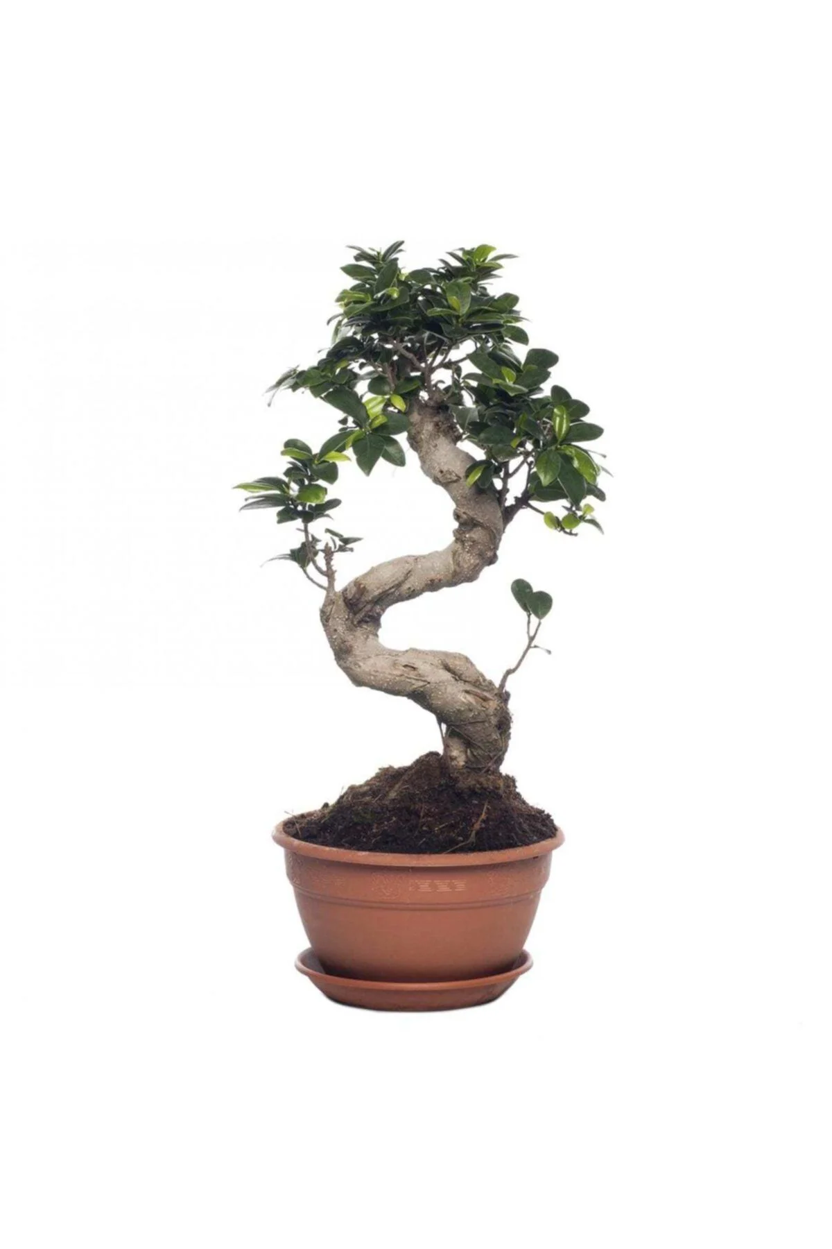 Bonzai Ağacı Bonsai S Gövde 90 110 Cm Ev Bitkisi Ofis Bitkisi Sal