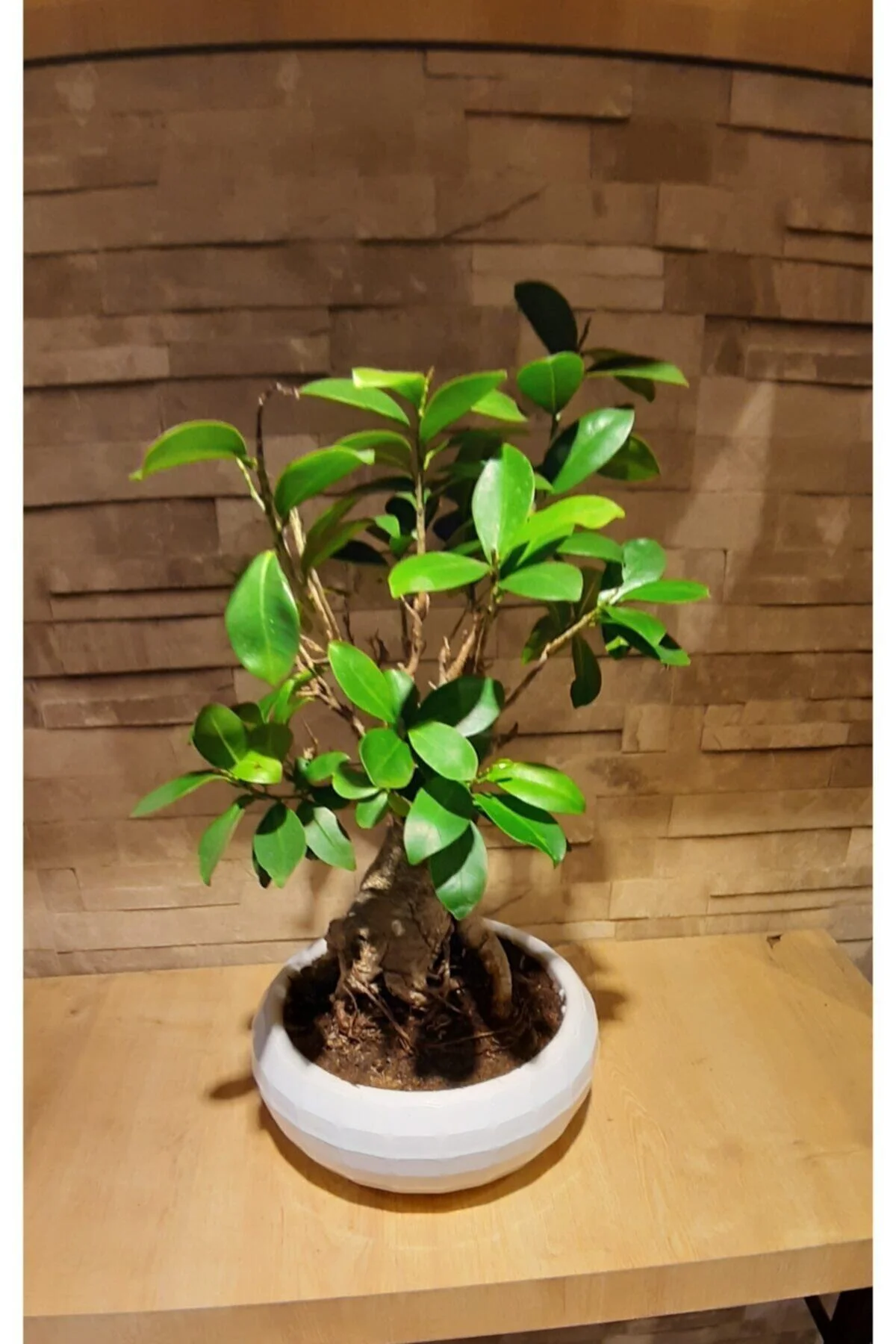 Bonzai Ginseng Ficus Bonsai - Görsel 4