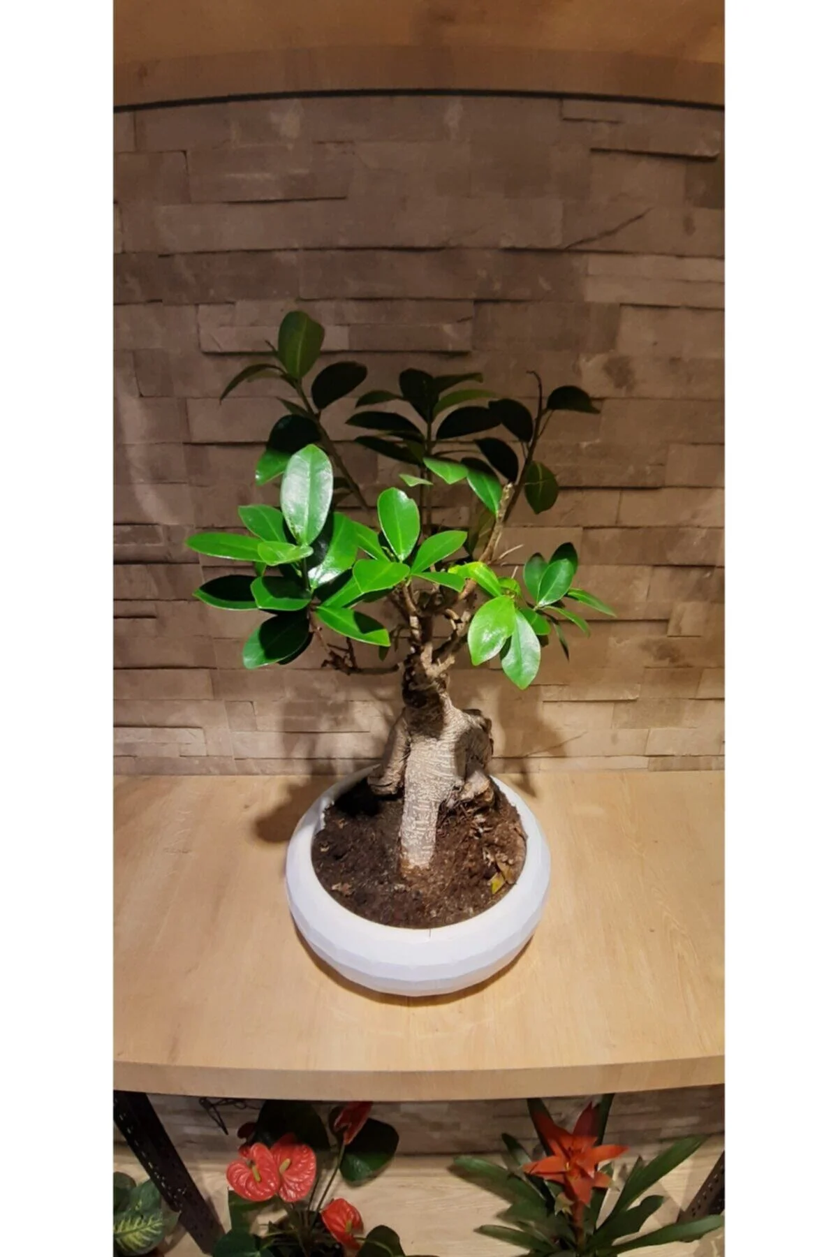 Bonzai Ginseng Ficus Bonsai - Görsel 3
