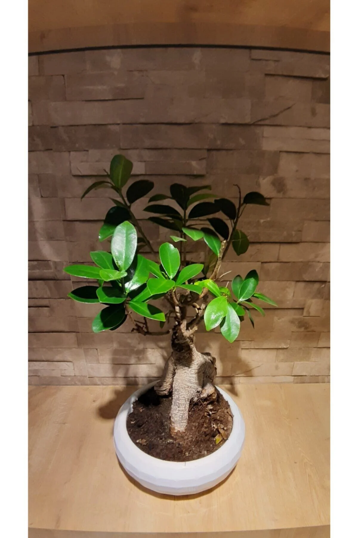 Bonzai Ginseng Ficus Bonsai - Görsel 2