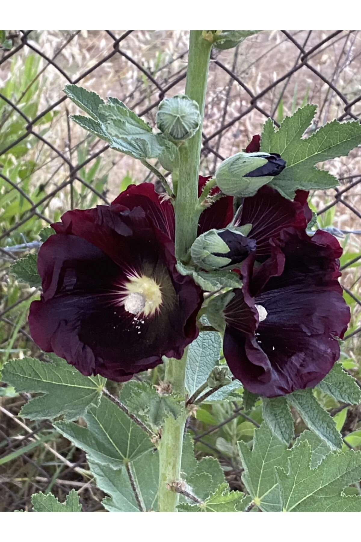 Bordo Hatmi Çiçeği Tohumu 5 Adet Bordo Hatmi Çiçeği Tohumu 5 Adet