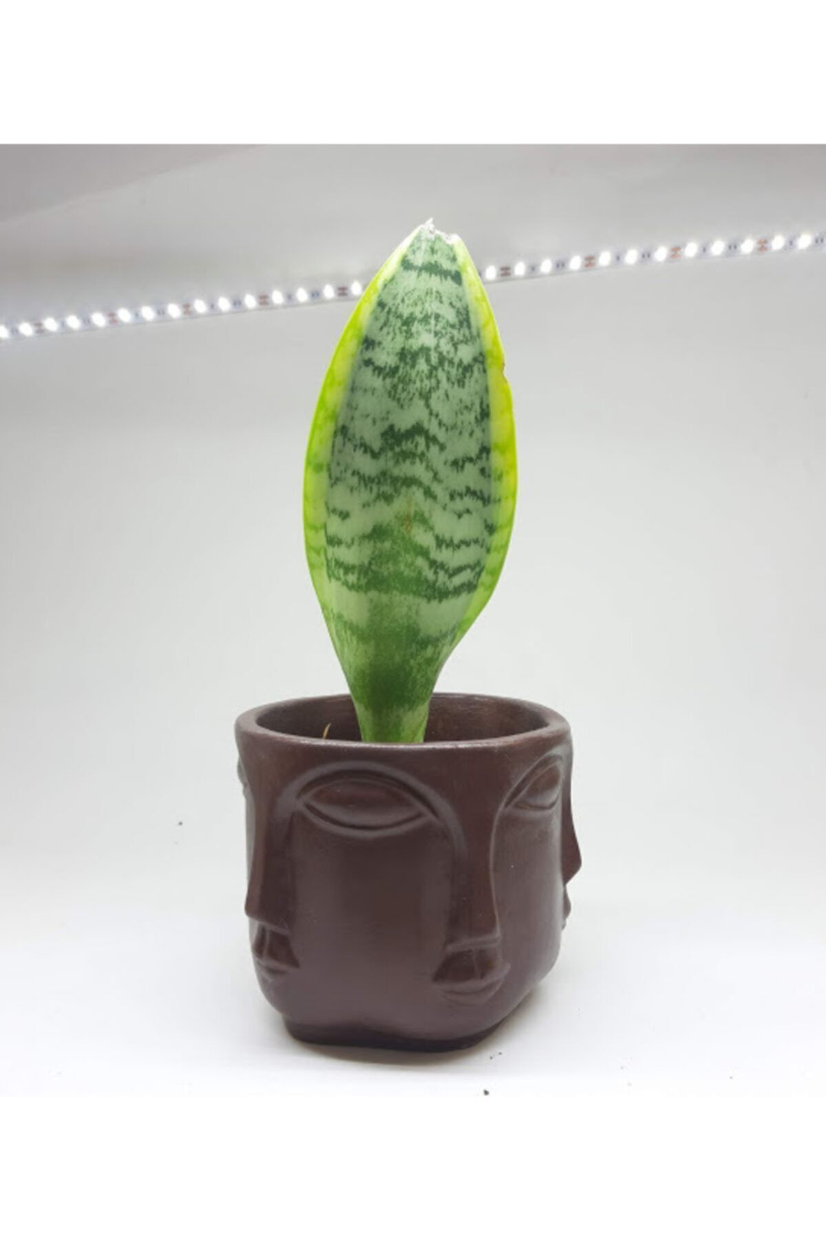 Buddhaa Face Büyük Boy Kahverengi Beton Tasarım Saksı Kalemlik