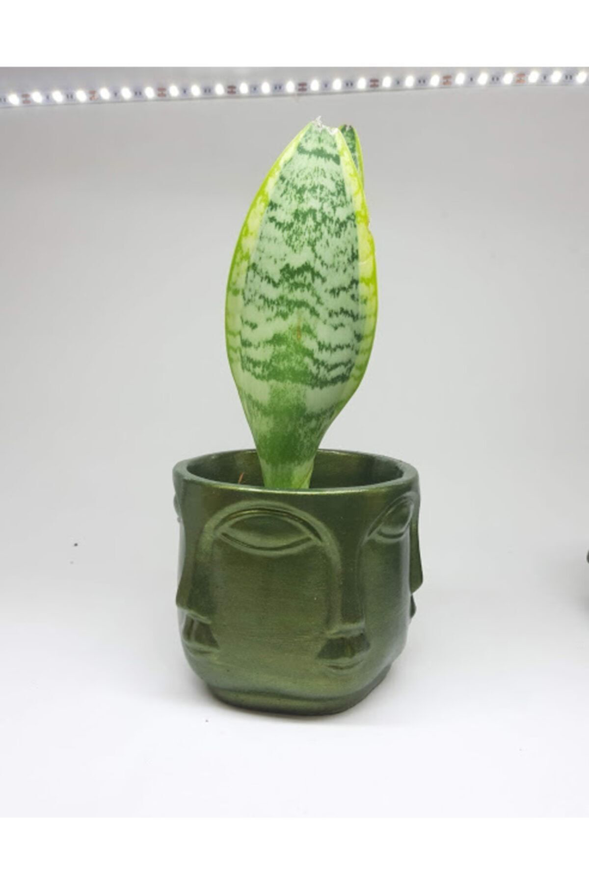 Dodemert Home Buddhaa Face Büyük Boy Yeşil Beton Tasarim Saksi Kalemlik