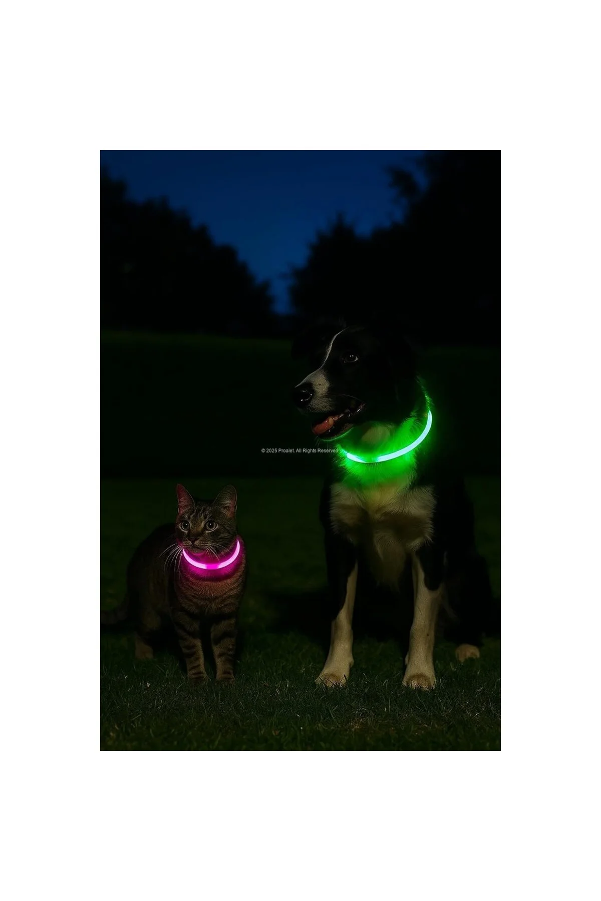 Busstier Işıklı Köpek Tasması, USB Şarjlı, LED Evcil Hayvan Güven