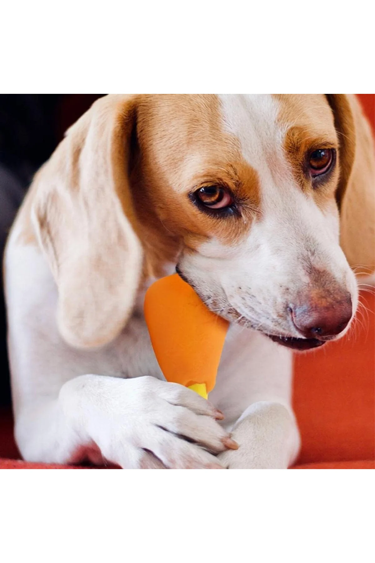 But Şeklinde Sesli Köpek Çiğneme Oyuncağı, Dayanıklı ve Eğlenceli