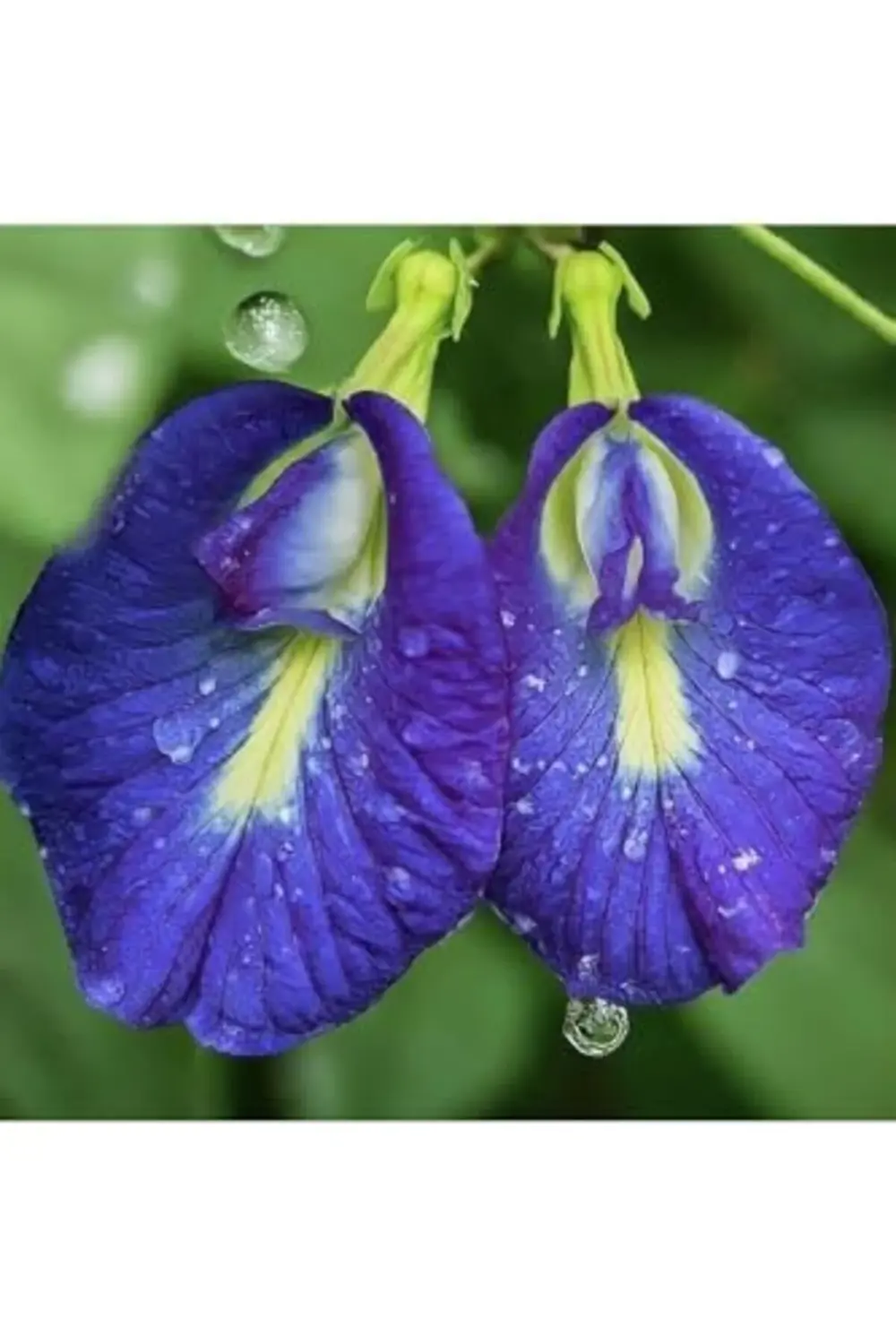 Butterfly Pea Mavi kelebek Sarmaşığı 395519
