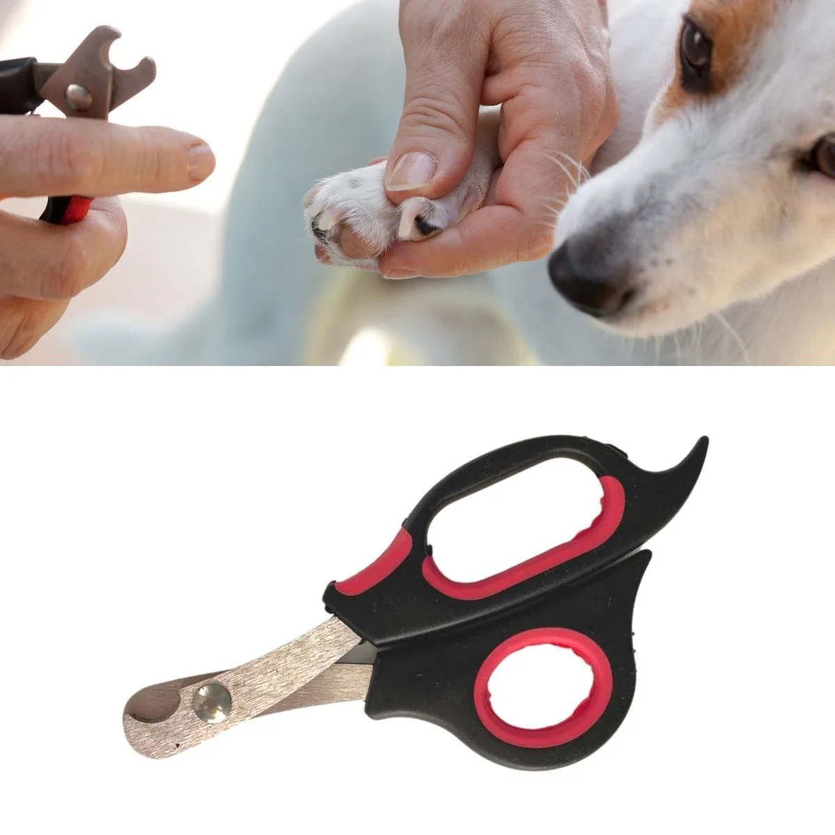 Büyük Boy Evcil Hayvan Köpek Kedi Çelik Uçlu Tırnak Makası Pati Bakım Aleti Büyük Boy Evcil Hayvan Köpek Kedi Çelik Uçlu Tırnak Makası Pati Bakım Aleti
