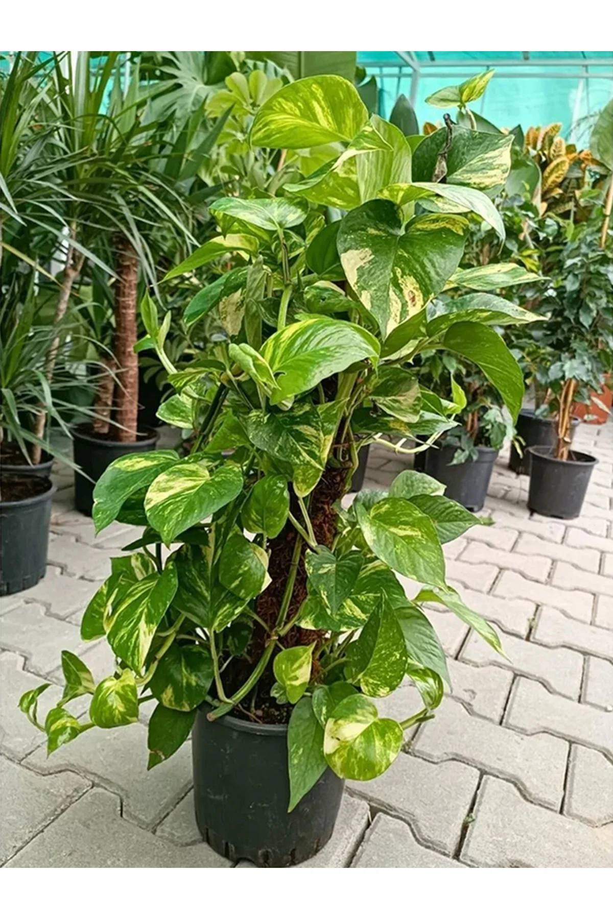 Büyük Boy Pothos Salon Sarmaşığı Patos Sarmaşığı 100 - 120Cm